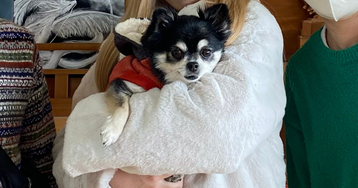 白いもこもこしたジャケットを着た人物に抱かれている黒と白の小型犬、背景に他の人と室内の木製家具が見える