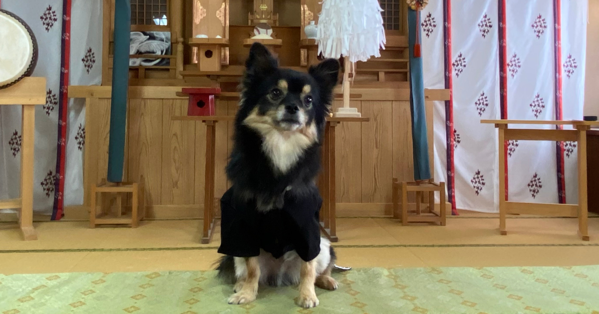 黒い衣装を着て畳の上に座る黒と茶色の毛色の犬が、日本の神社の祭壇の前にいる様子。