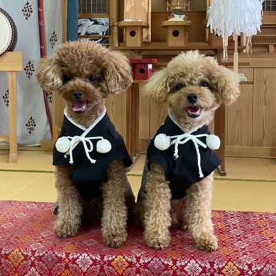 黒い和装を着た二匹のプードルが和室の座布団の上に並んで座っている様子