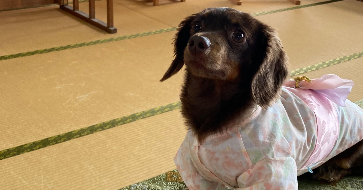 畳の上に座り、薄いピンク色の着物を着たダックスフンドの犬がこちらを見ている