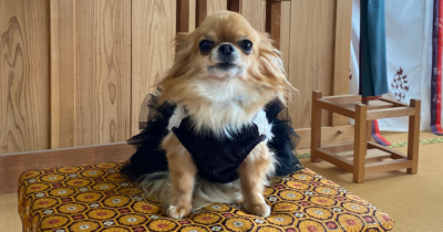 黒いドレスを着た小さなチワワが、和風の木製の室内で模様入りの座布団の上に座っている姿