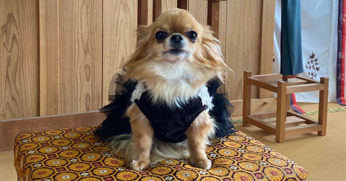 黒いドレスを着た小さなチワワが、和風の木製の室内で模様入りの座布団の上に座っている姿