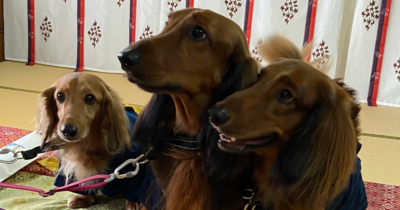 和室の畳の上に座る、黒と茶色の毛色を持つダックスフンド3匹が並んでいる様子。奥の壁には白地に赤と藍色の縦縞模様のカーテンがかかっている。