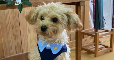 青い襟に王冠の刺繍があるネイビーの服を着たふわふわの小型犬が日本家屋の畳の上に座っている