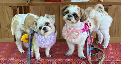 床に赤い花柄の敷物が敷かれた室内で、かわいい洋服を着てリードをつけた2匹の小型犬が並んでいる。