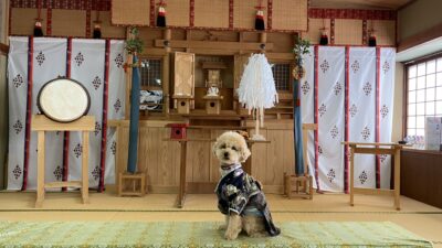 和室の神棚の前に座っている和風の衣装を着た小さなトイプードル犬