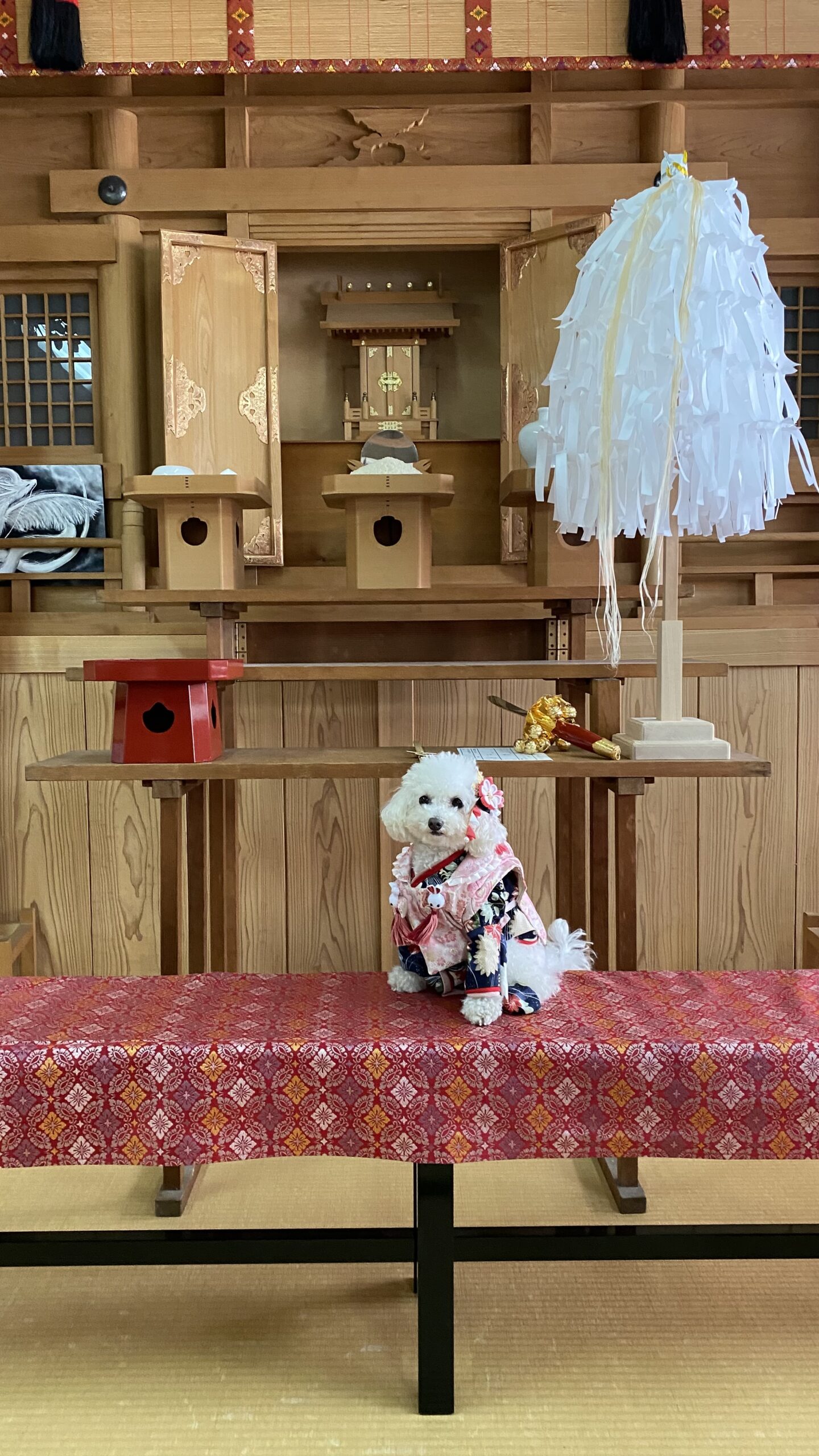 和室の神棚の前の赤い布が掛けられた席に和服を着た小型の白い犬が座っている様子
