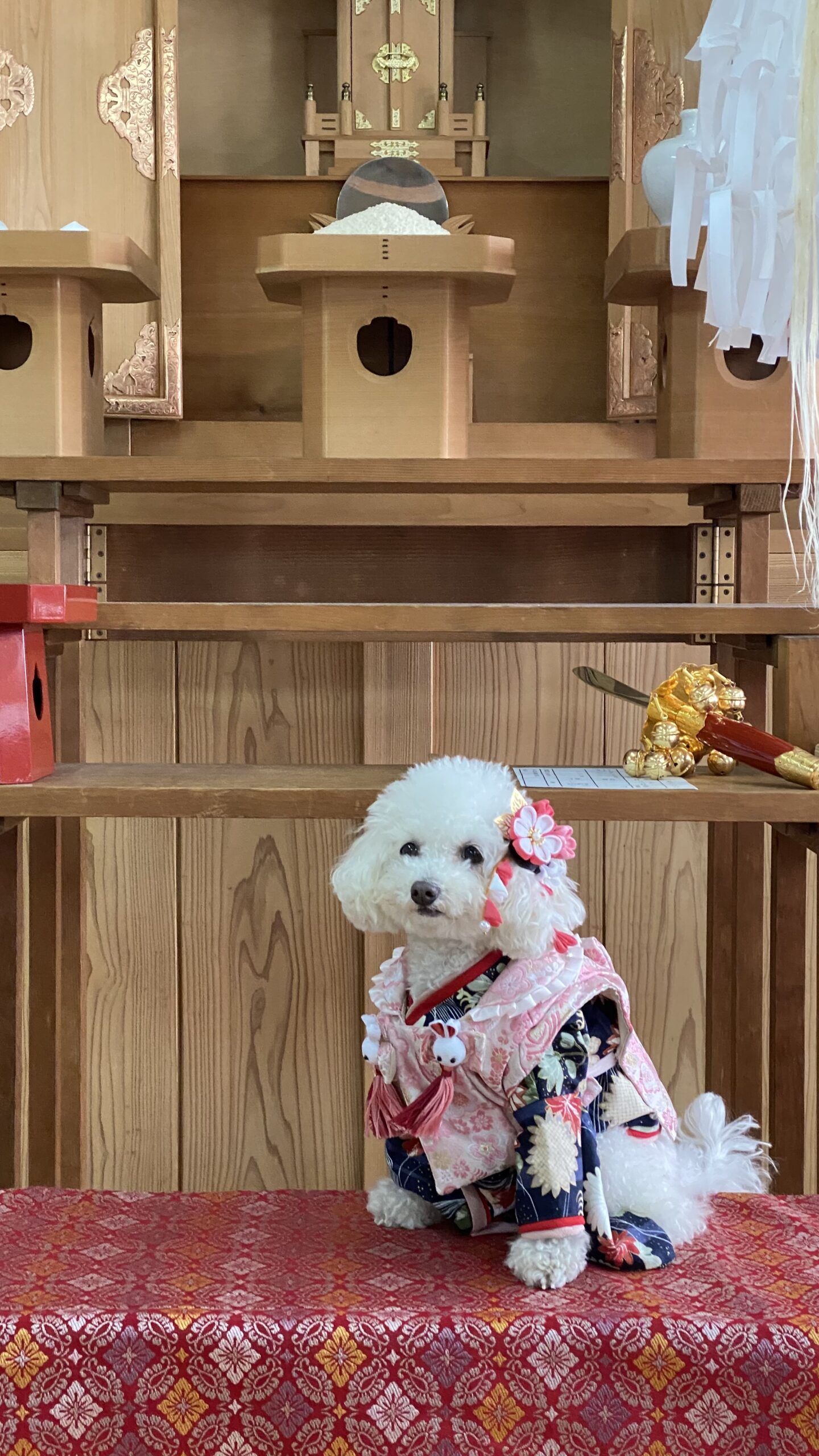 和風の背景の前に、赤と金の柄の布の上に座る、ピンクと紺色の和服を着て、頭に花の飾りをつけた小さな白いトイプードル。