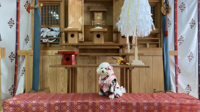 和風の祭壇の前に赤い模様の布が敷かれた台の上で、花と和柄の着物を身に着けた白い小型犬が座っている様子。祭壇には木製の台や飾り物が並んでいる。