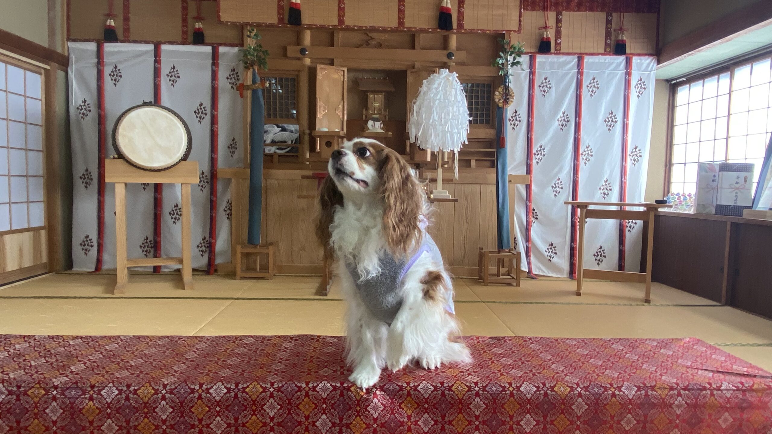 和室の前にある赤い布の上に座り、灰色の服を着たキャバリア・キング・チャールズ・スパニエル犬と、背景に和太鼓や祭壇がある神社の内装