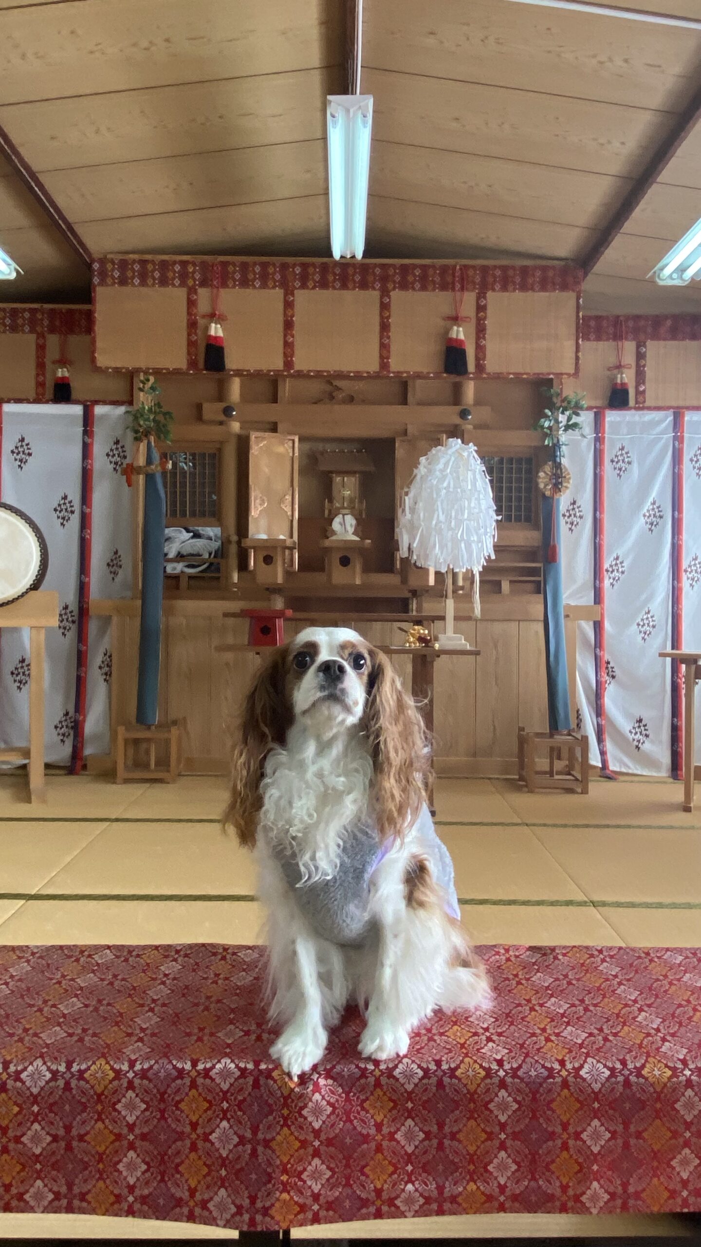 和室の畳の上に赤と金の模様の布が敷かれた台に座る茶色と白の犬、背景には神棚や装飾がある伝統的な室内の様子