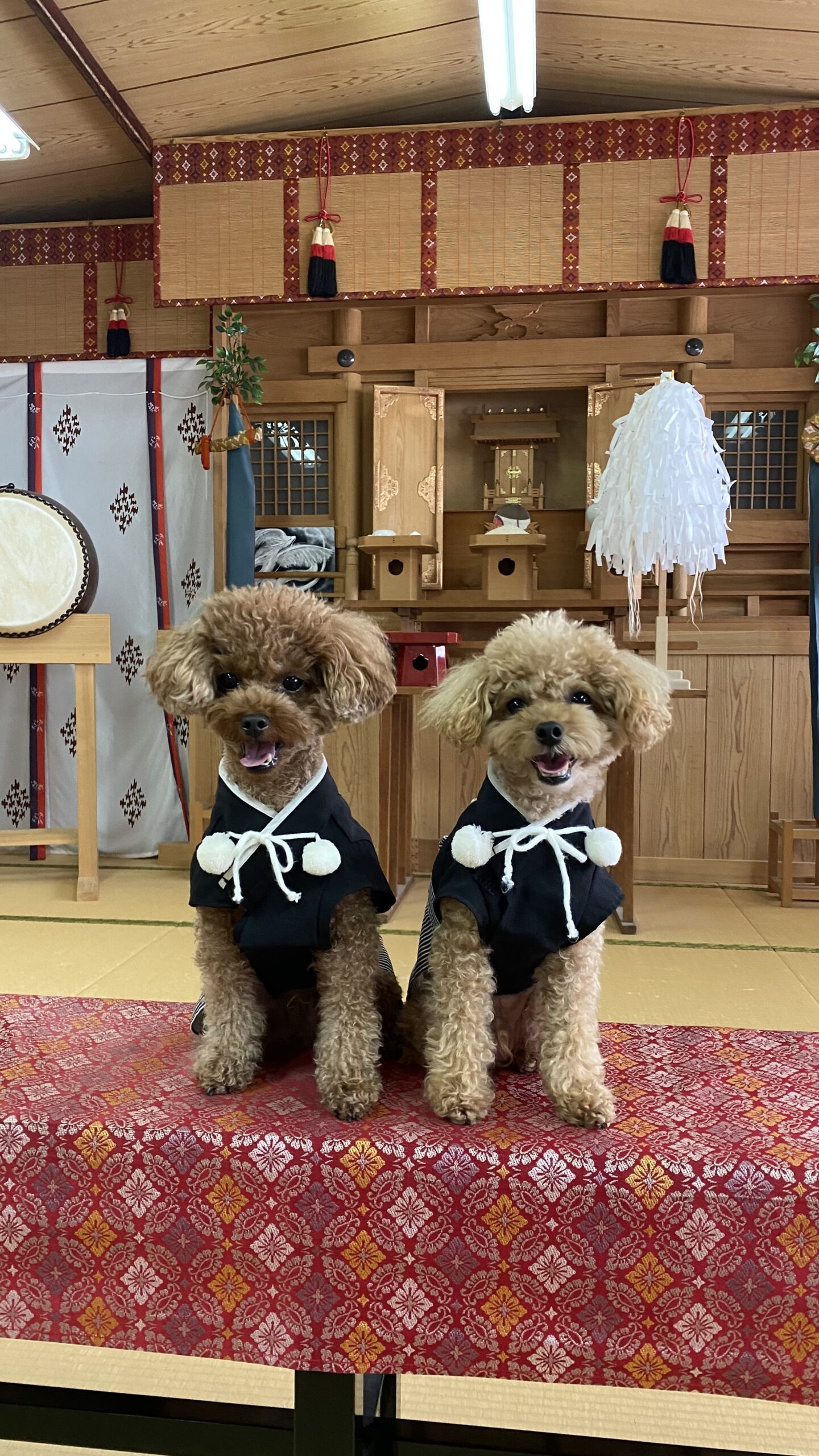和室の祭壇の前で黒い和服を着て並んで座る二匹のトイプードル犬