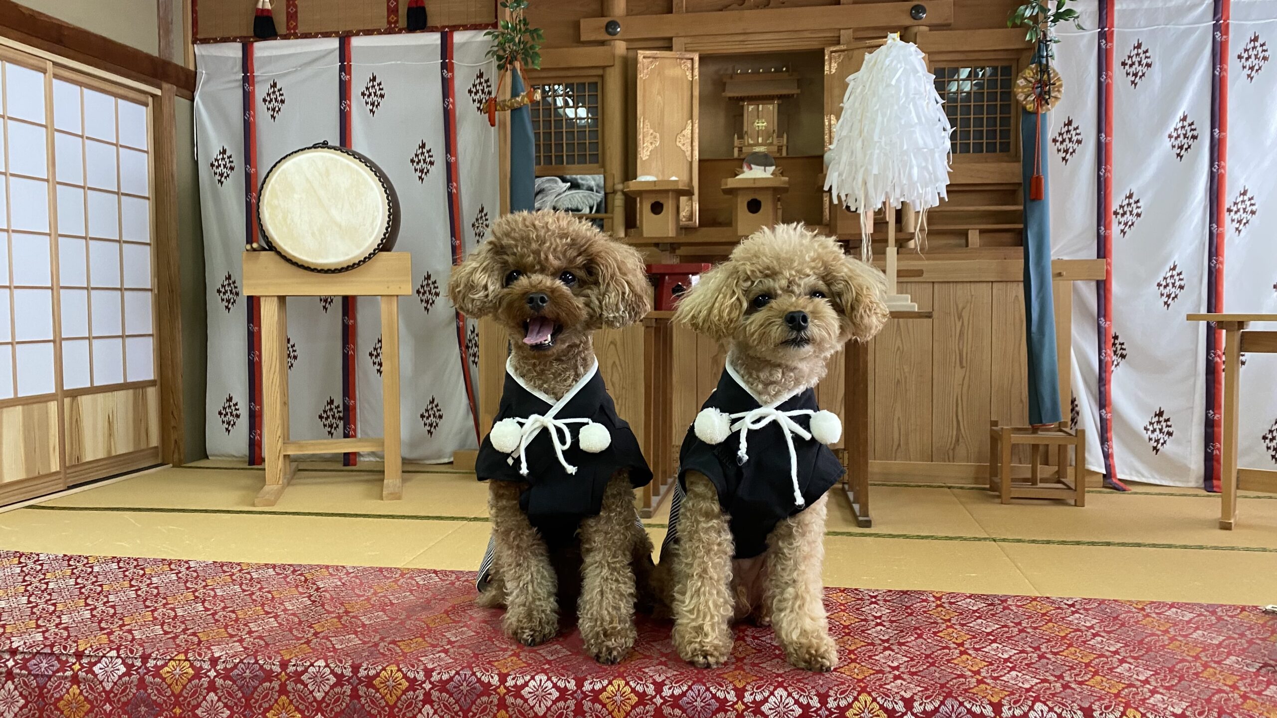 黒い和装を着た茶色のトイプードル2匹が神社の内装で座っている様子