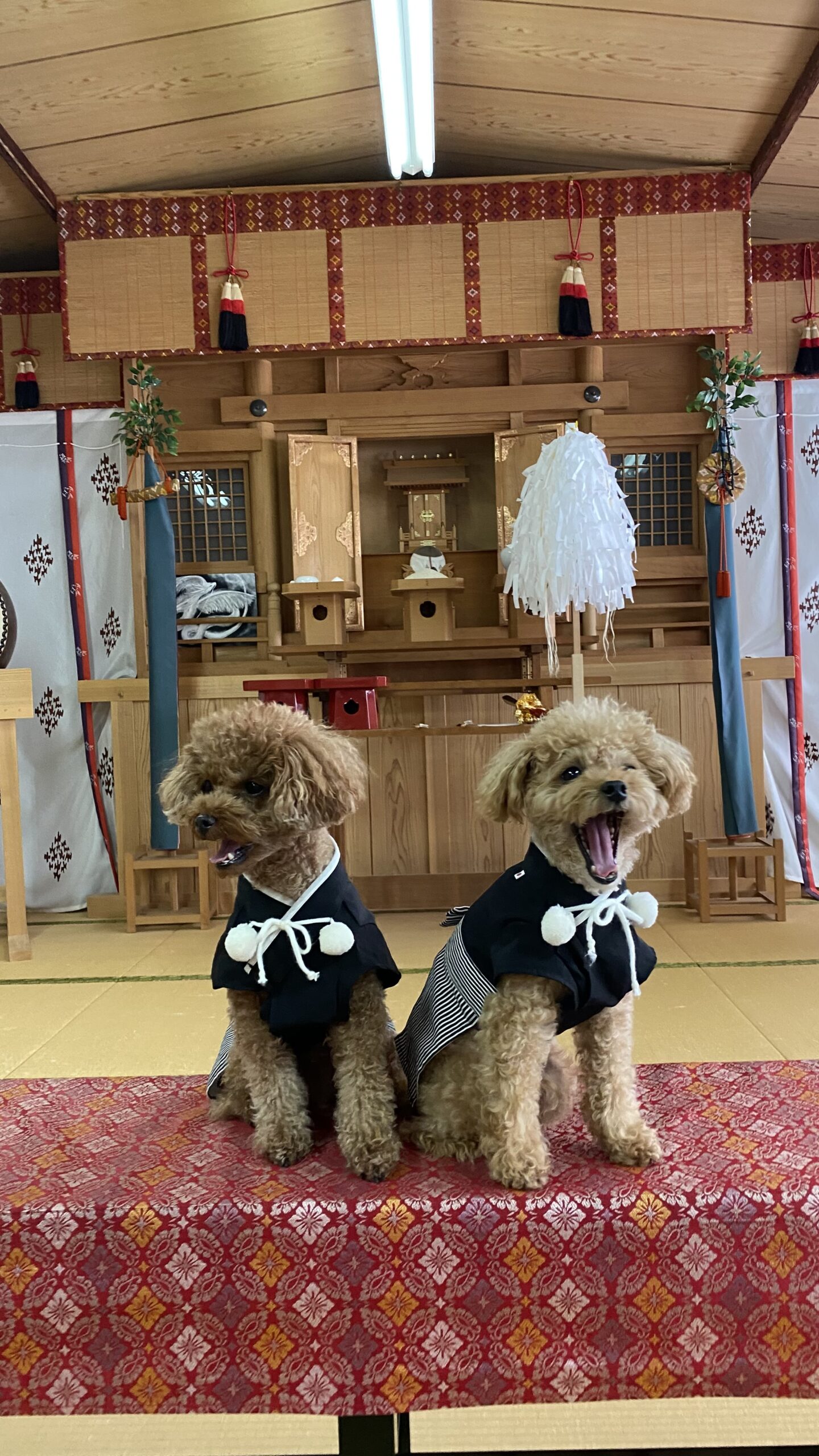 和室の祭壇前に座り、黒い和装を着た二匹のトイプードル、一匹はあくびしている姿。
