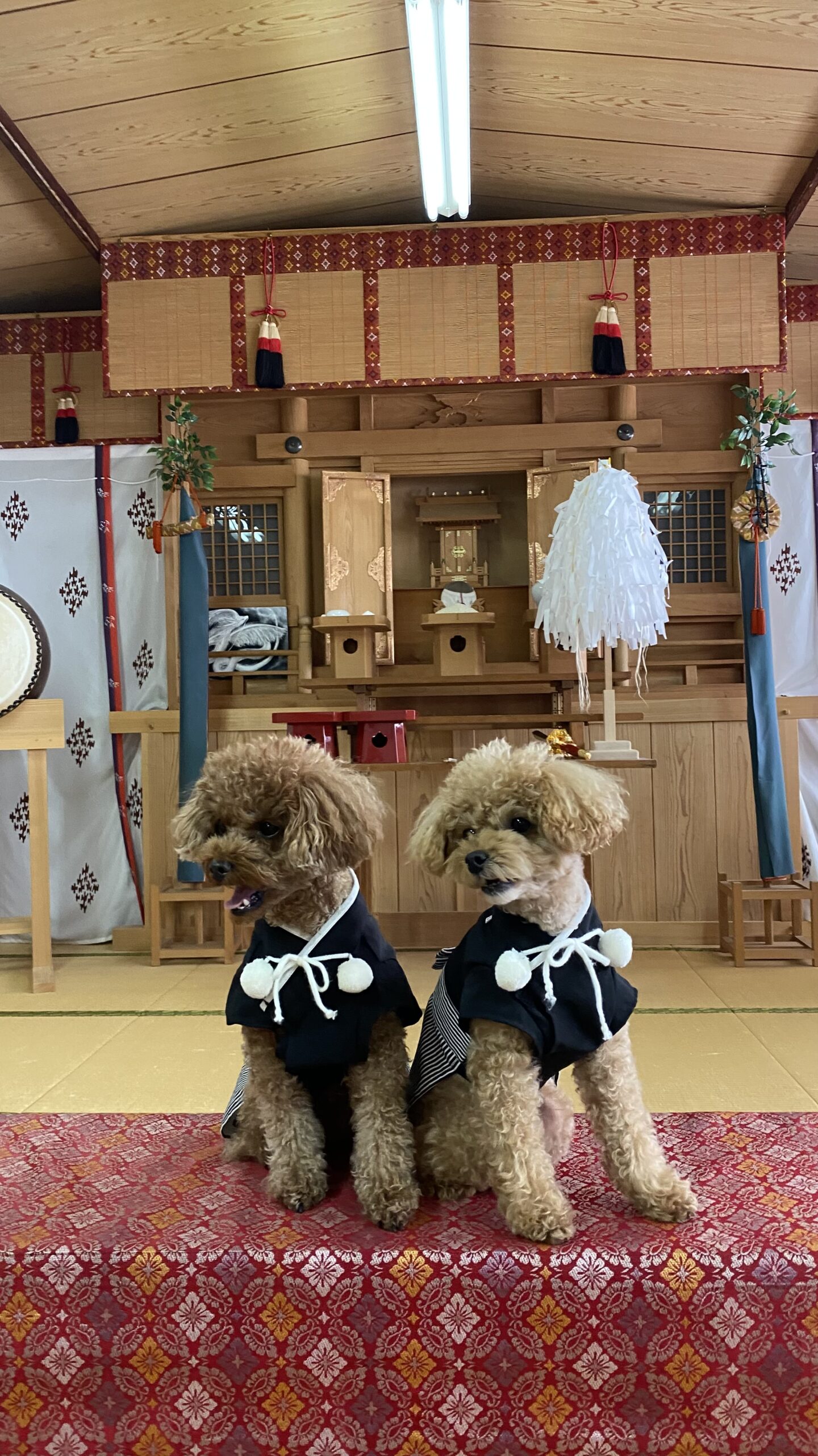 和室の神棚の前に黒い和装を着た2匹のトイプードルが赤い柄の布の上に座っている姿
