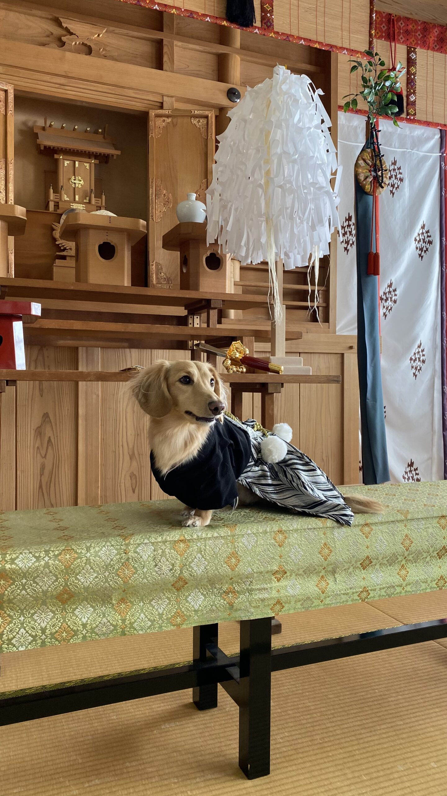 和室の神棚の前で伝統的な衣装を着た茶色のロングヘアの犬が金緑色の布がかかったベンチの上に座っている様子。