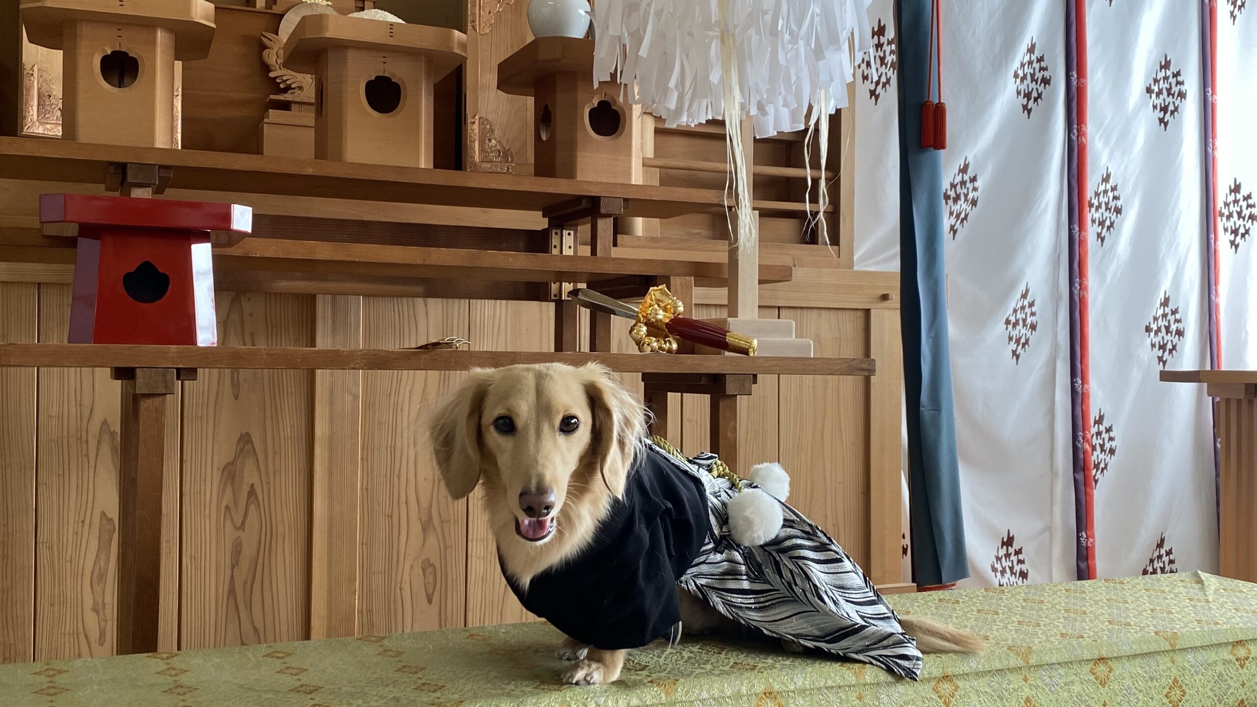 伝統的な和室の中で、黒と灰色の袴を着た小型の茶色の犬が緑色の布の上に座っている。背景には木製の棚と白い紙垂れ飾り、模様入りの白いカーテンがある。