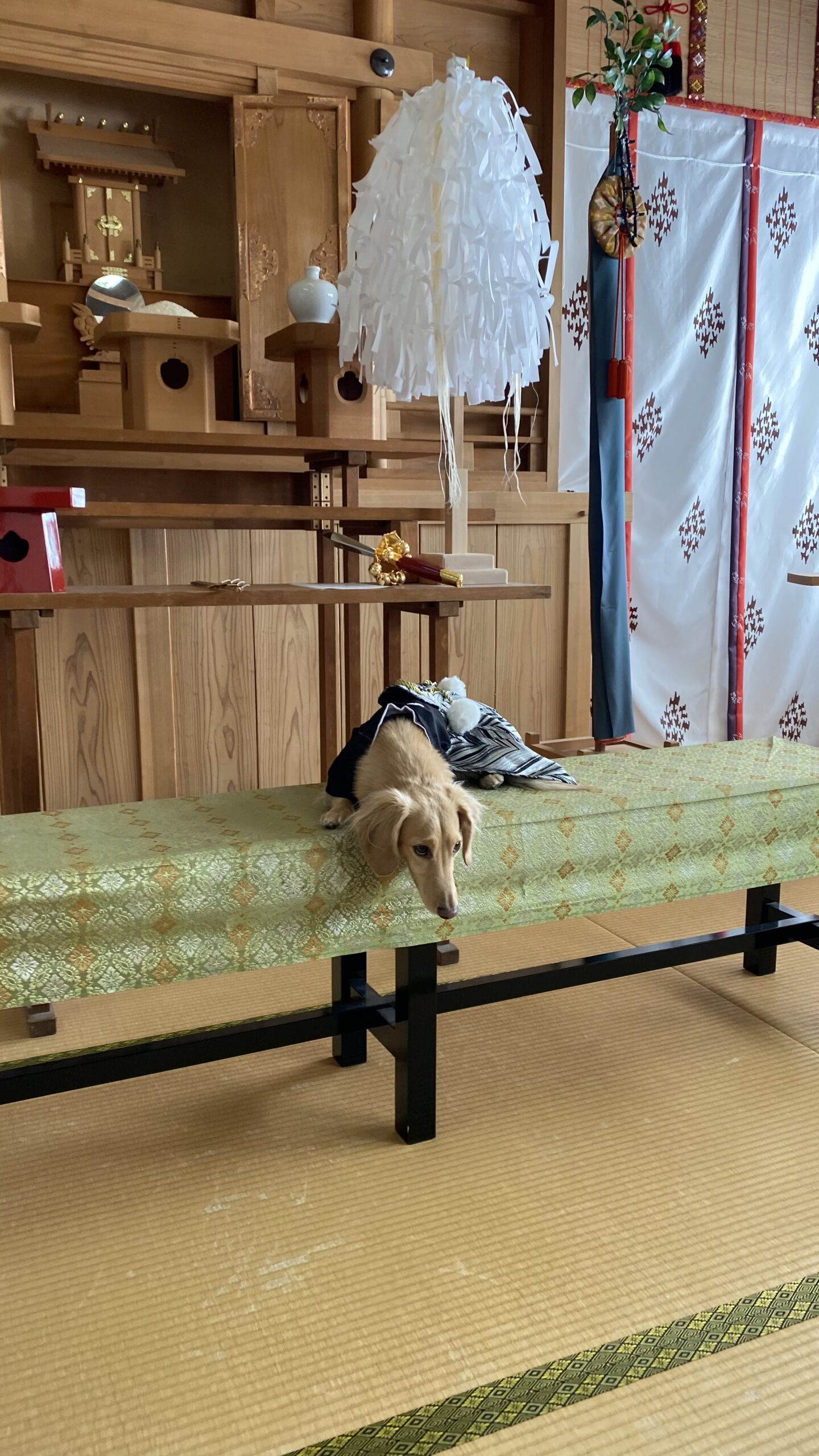 和室の祭壇の前にある緑色の布がかかった長椅子の上に黒い袴を着た小型犬が横たわっている写真。
