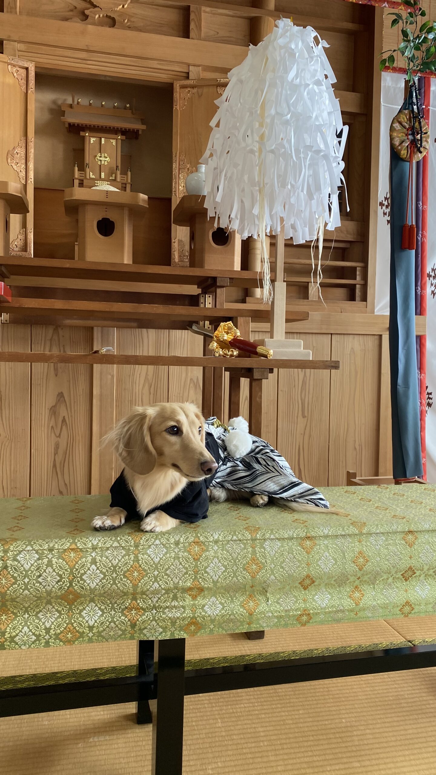 神棚の前の畳の部屋で、模様入りの緑色の布の上に和装を着た茶色い犬が横たわっている。