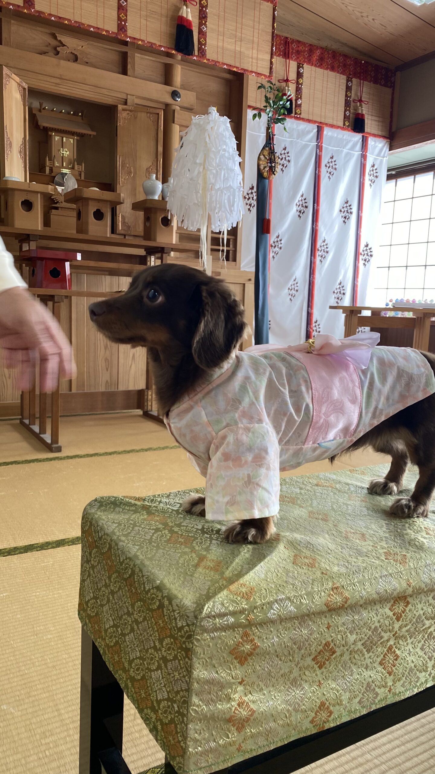 和室の祭壇の前でピンクの着物を着た茶色いダックスフントが緑の柄付き布の台の上に立っている。