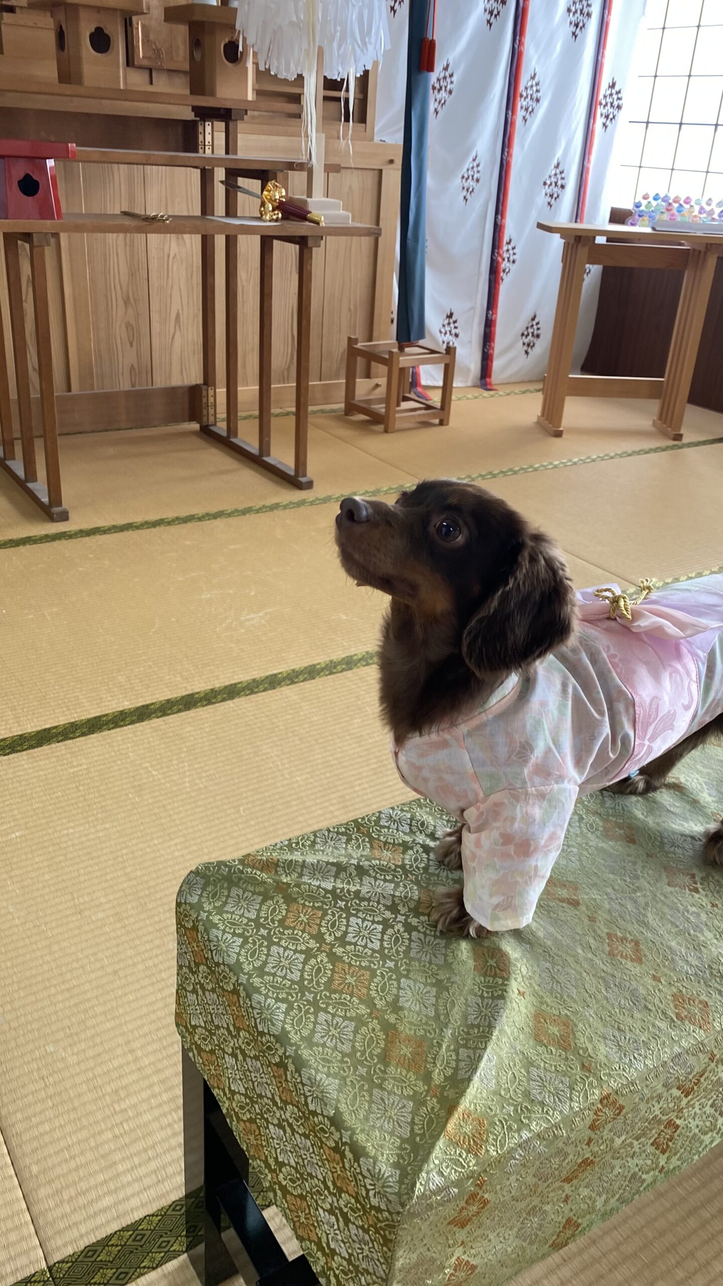 畳の部屋の上にある緑の模様の布がかけられた台の上に、ピンクの和服を着た小さな黒茶色の犬が立っている様子。背景には木製の机や白い布の暖簾が見える。