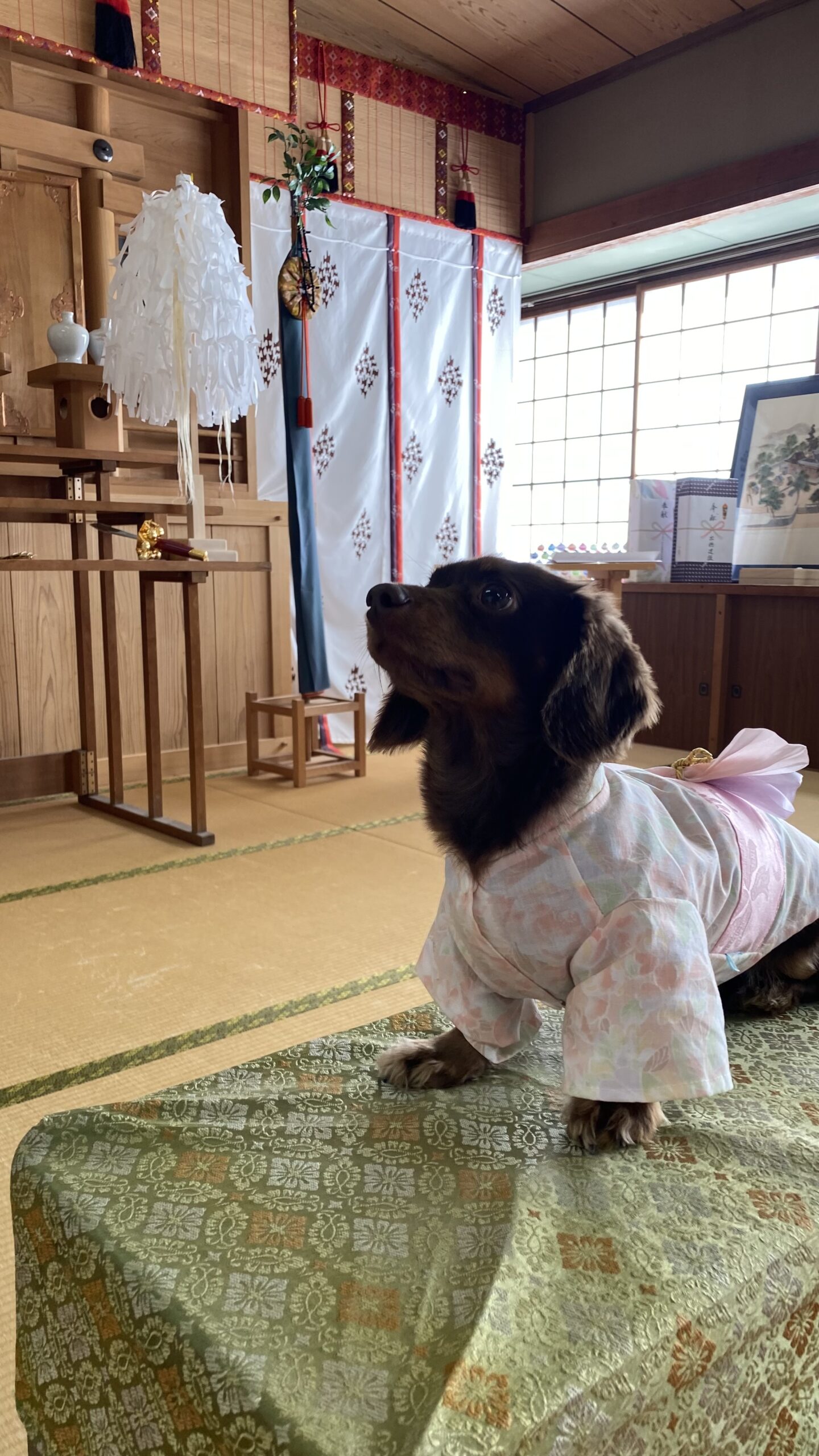 和室の畳の上に座りピンクの和服を着た茶色の小型犬の横顔が映っている写真。背景には伝統的な装飾や屏風が見える。