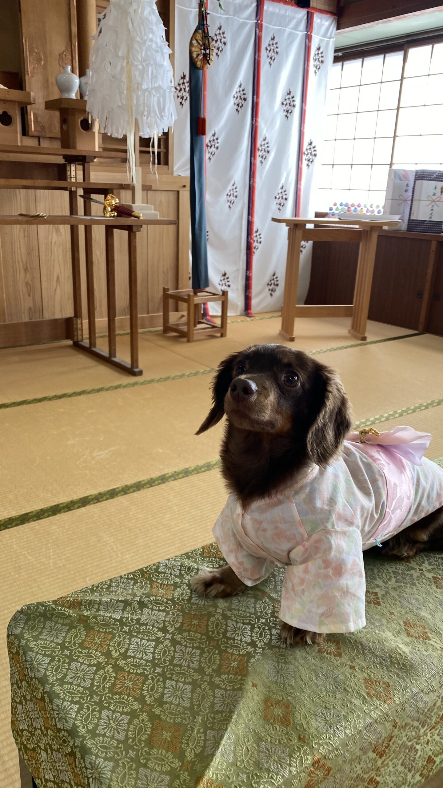和室の畳の上のテーブルにピンクの和装を着た小型の茶色い犬が座っている。背景に神棚や白い装飾、赤い縁取りの幕があり、和風の落ち着いた雰囲気。