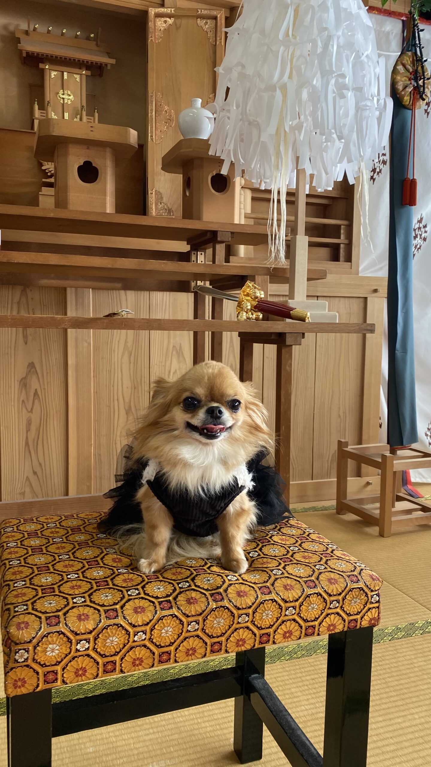 黒い服を着た小型犬が和室の鮮やかな模様の座布団の上に座っている。背景には神棚や白い紙垂が吊るされている。