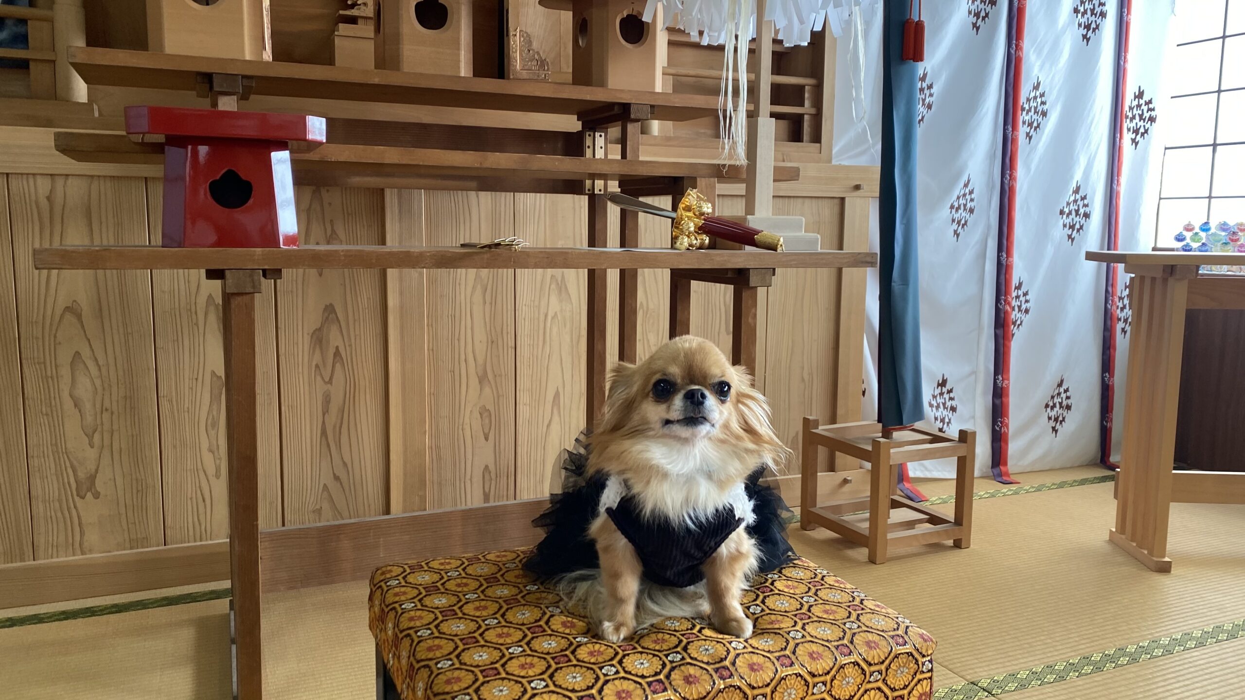 黒いドレスを着た小型犬が和風の部屋の座布団の上に座っている様子