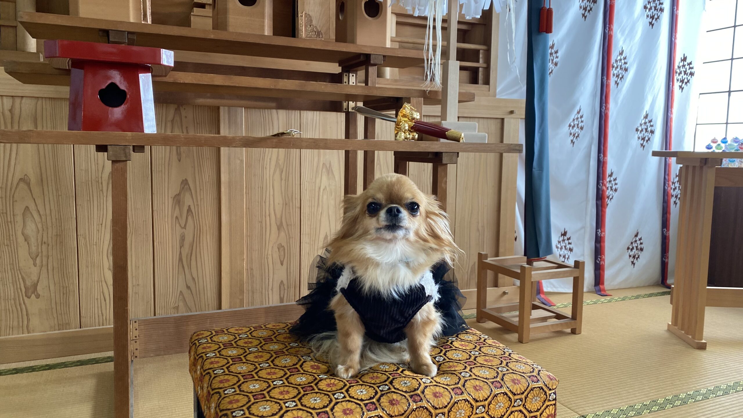 和室の座布団の上に黒とクリーム色の服を着た小型犬が座っている様子。背景には木製の棚や家具と白い模様入りの青いカーテンが見える。