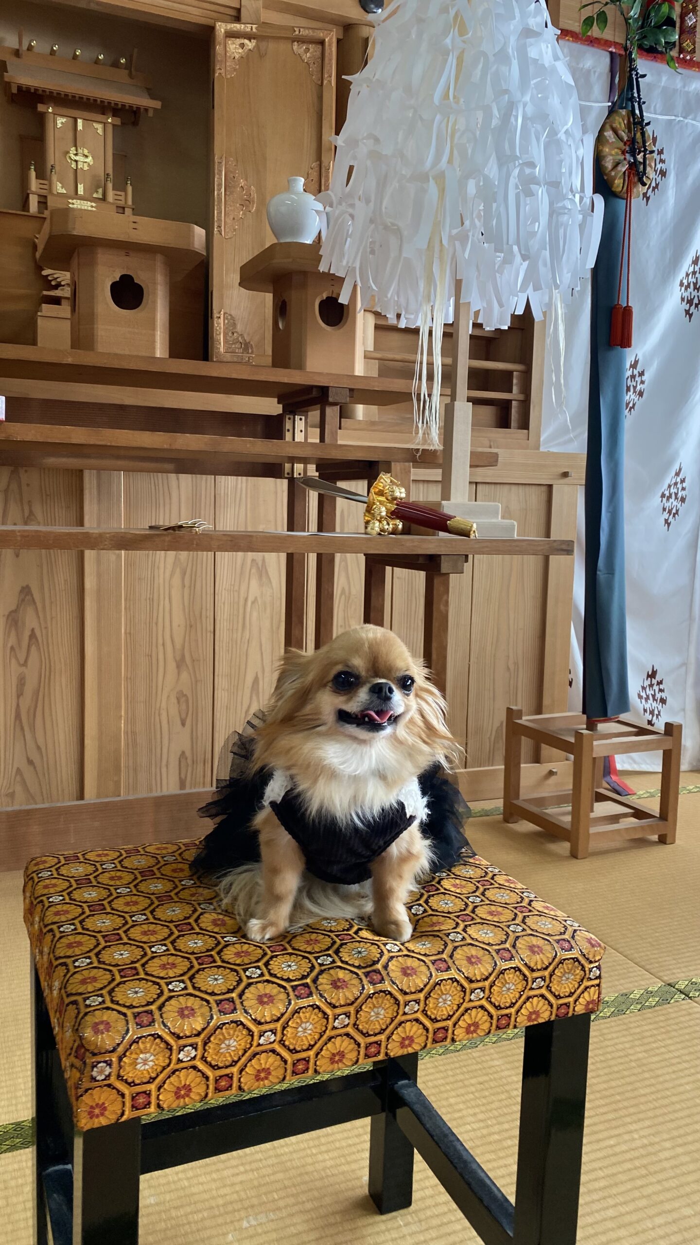 黒い服を着た小型犬が和風の部屋の鮮やかな柄の座布団の上に座っている様子。背景には木製の棚や白い紙垂が飾られた神棚が見える。