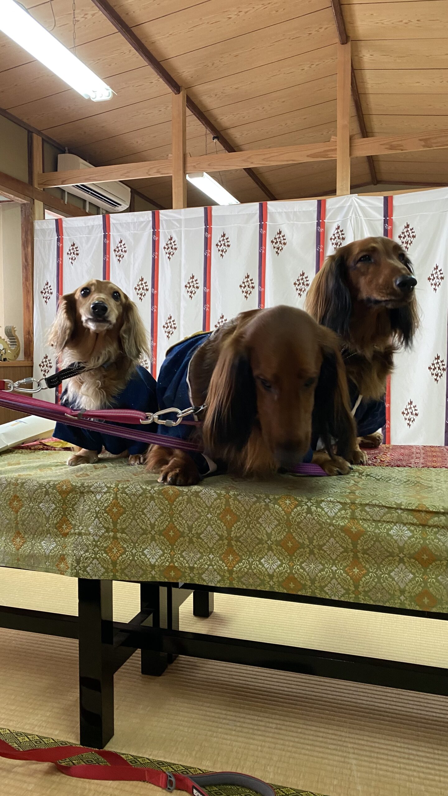 和室のテーブルの上に座っている3匹のダックスフンドが、それぞれ青い服を着ている。背景には伝統的な柄の幕があり、畳の床が見える。