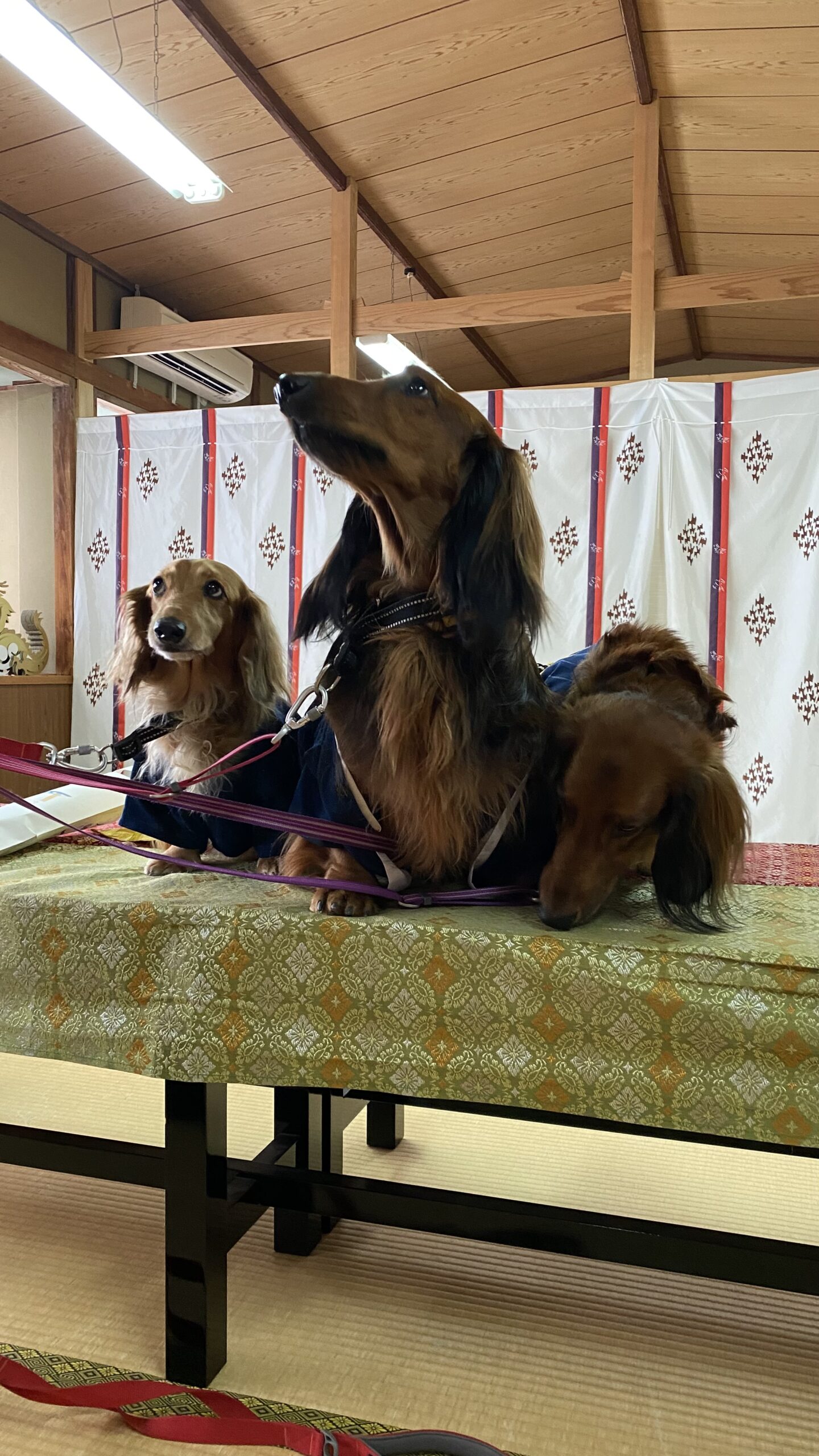 和室のテーブルの上に座っている三匹のダックスフンド、それぞれ違う方向を見ている。背景には白いカーテンと木製の天井が写っている。