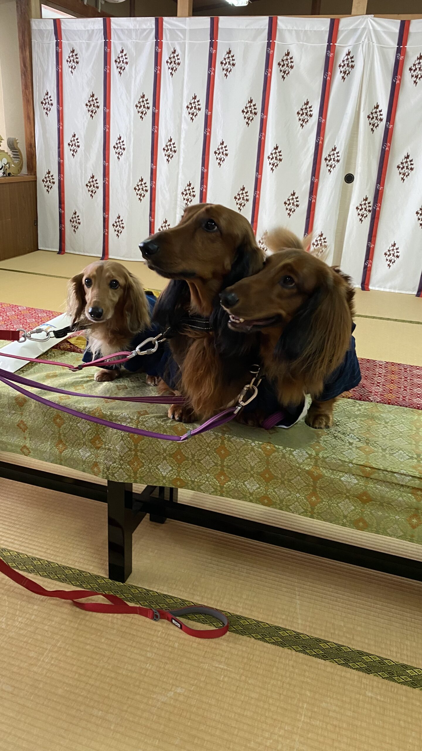 和室の座布団の上に並んで座る3匹のダックスフンド、背景に白地に赤と紫の縦縞模様の障子がある様子。