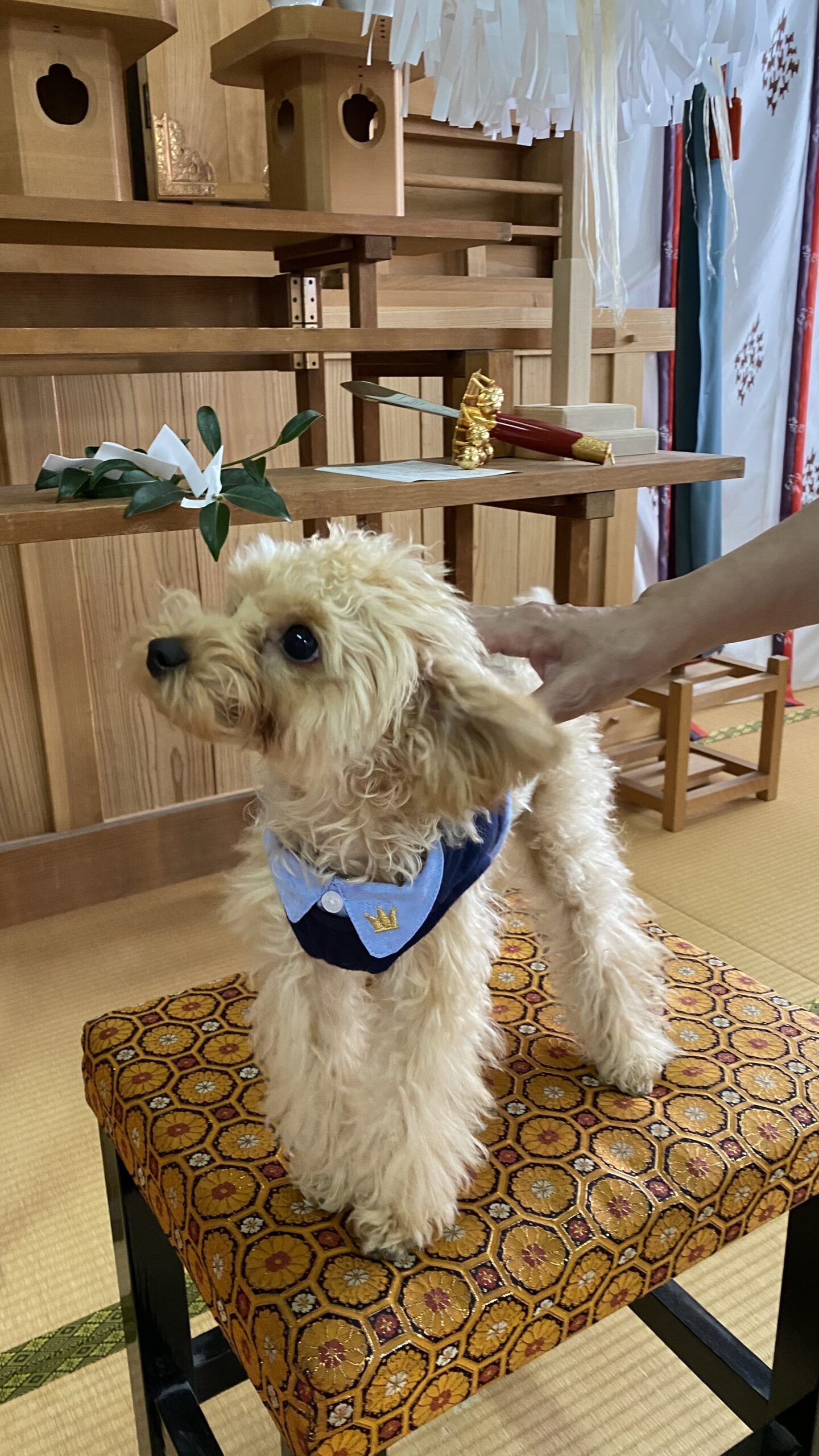 畳の上に置かれた模様のある椅子の上に立つ青い襟付きのバンダナをつけた小さなクリーム色のトイプードル犬と、犬の背中に置かれた人の手。背景には木製の祭壇や白い紙垂などの神棚の装飾が見える。