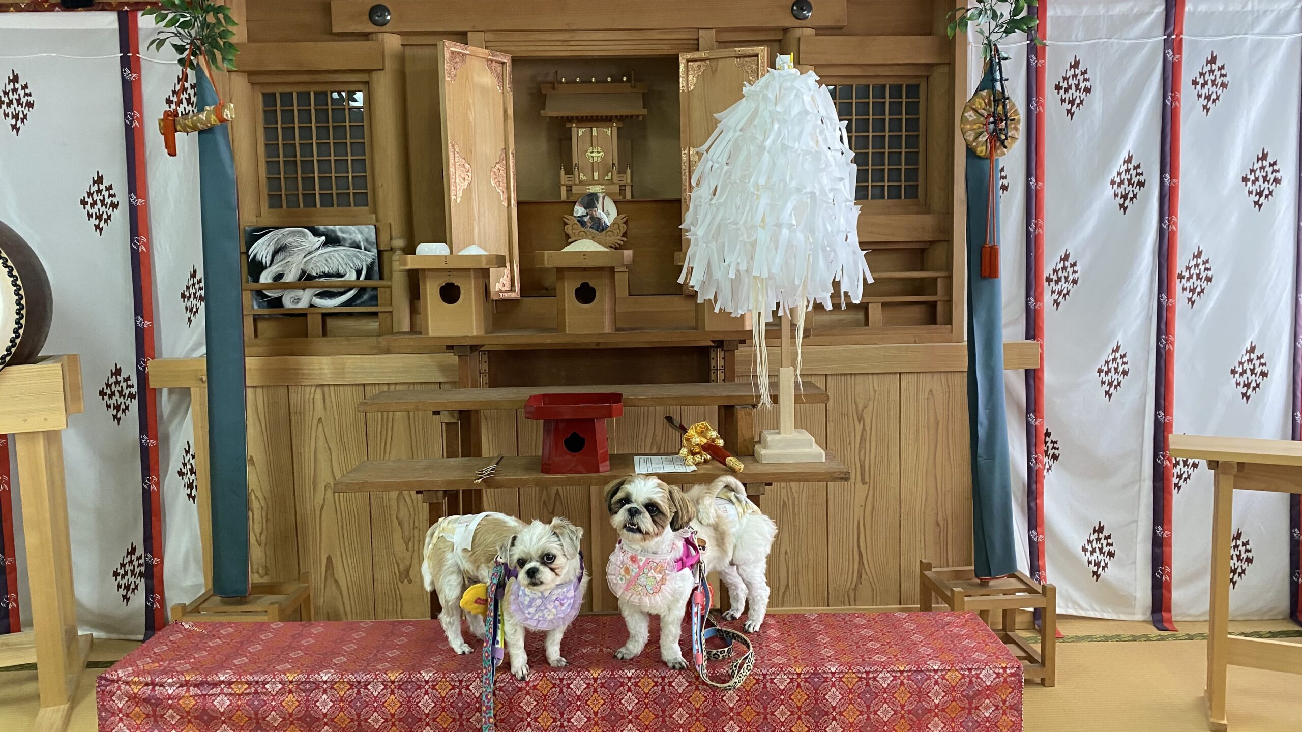 和風の祭壇の前に赤い座布団の上に立つ2匹の小型犬がそれぞれ色違いの首輪を着けている。祭壇には白い紙の装飾や木製の台が置かれている。背景には伝統的な和柄の幕が掛かっている。