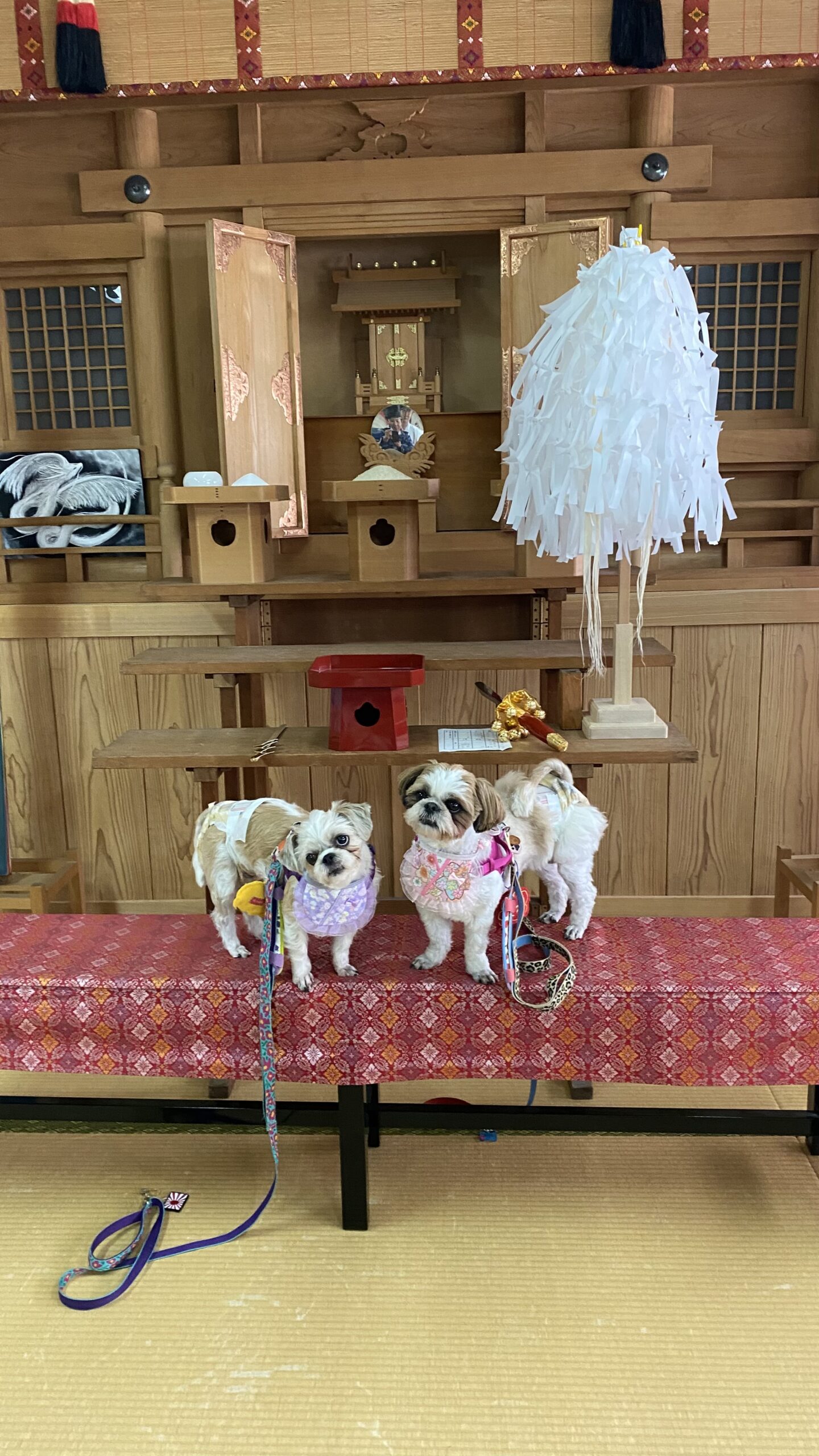 日本の神棚の前に並んだ2匹の小型犬が赤い模様の布をかけたベンチの上に立っている。両方の犬はバンダナを着け、リードが付いている。神棚には神具や白い紙垂が飾られている。