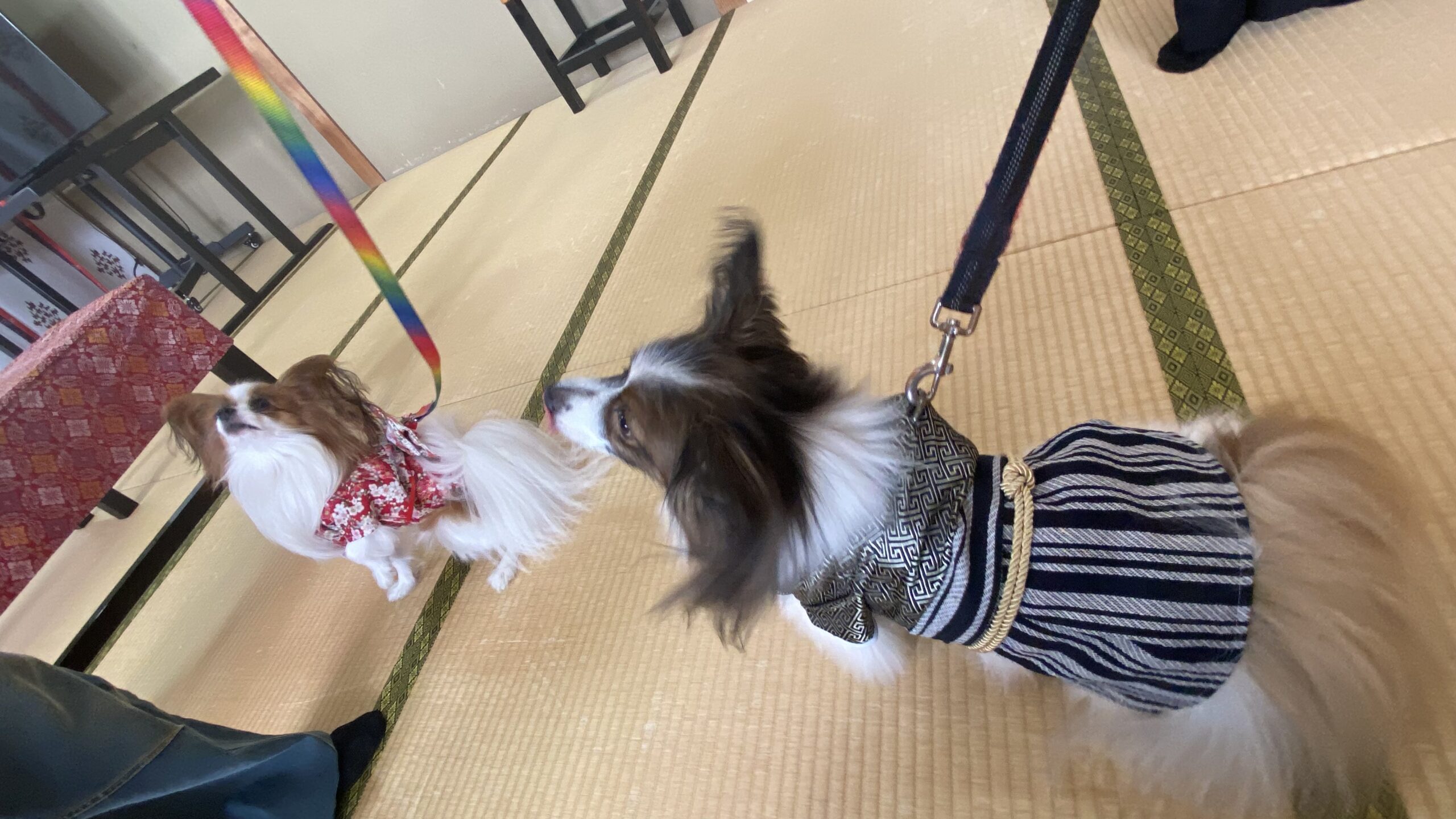 畳の上で着物風の服を着た2匹の小型犬がリードで繋がれている様子、背景にテーブルと椅子がある室内。
