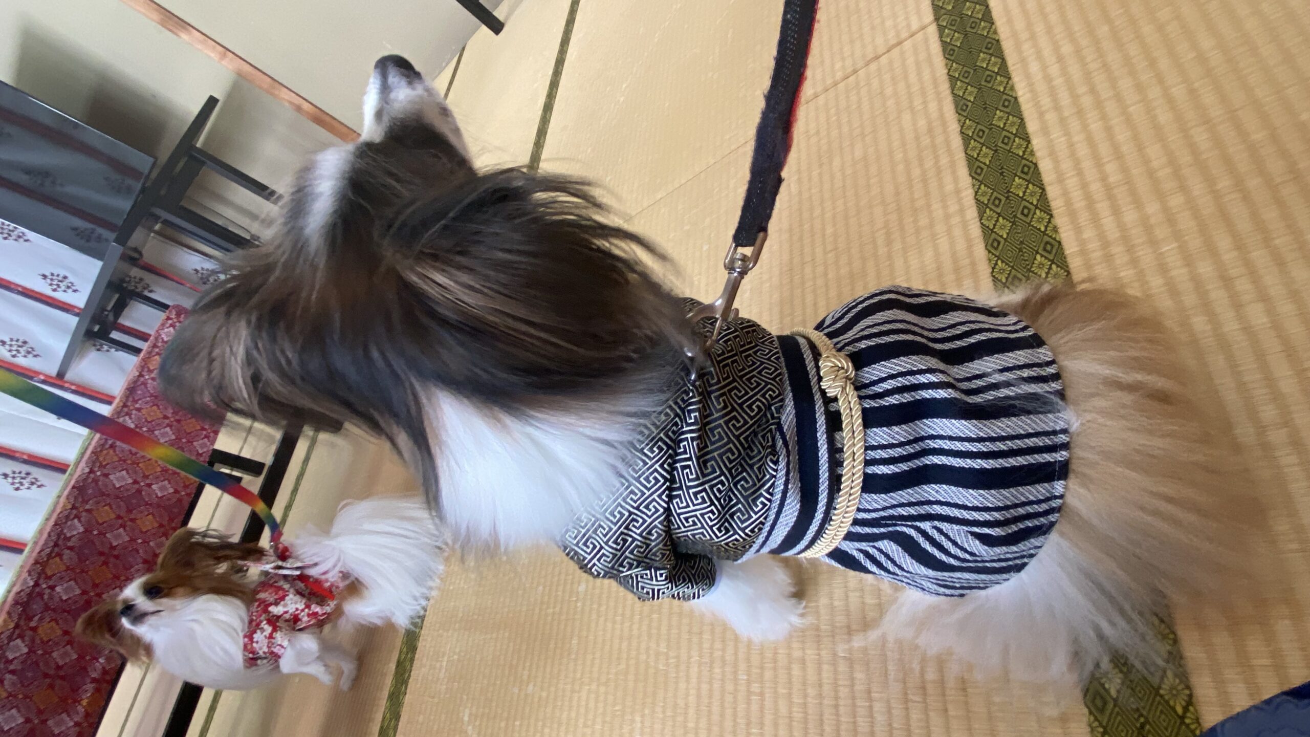 畳の部屋にいる2匹のパピヨン犬のうち、手前の犬は黒と白の和風の袴を着ており、奥の犬は赤い和風の衣装を着ている。両方ともリードがついている。
