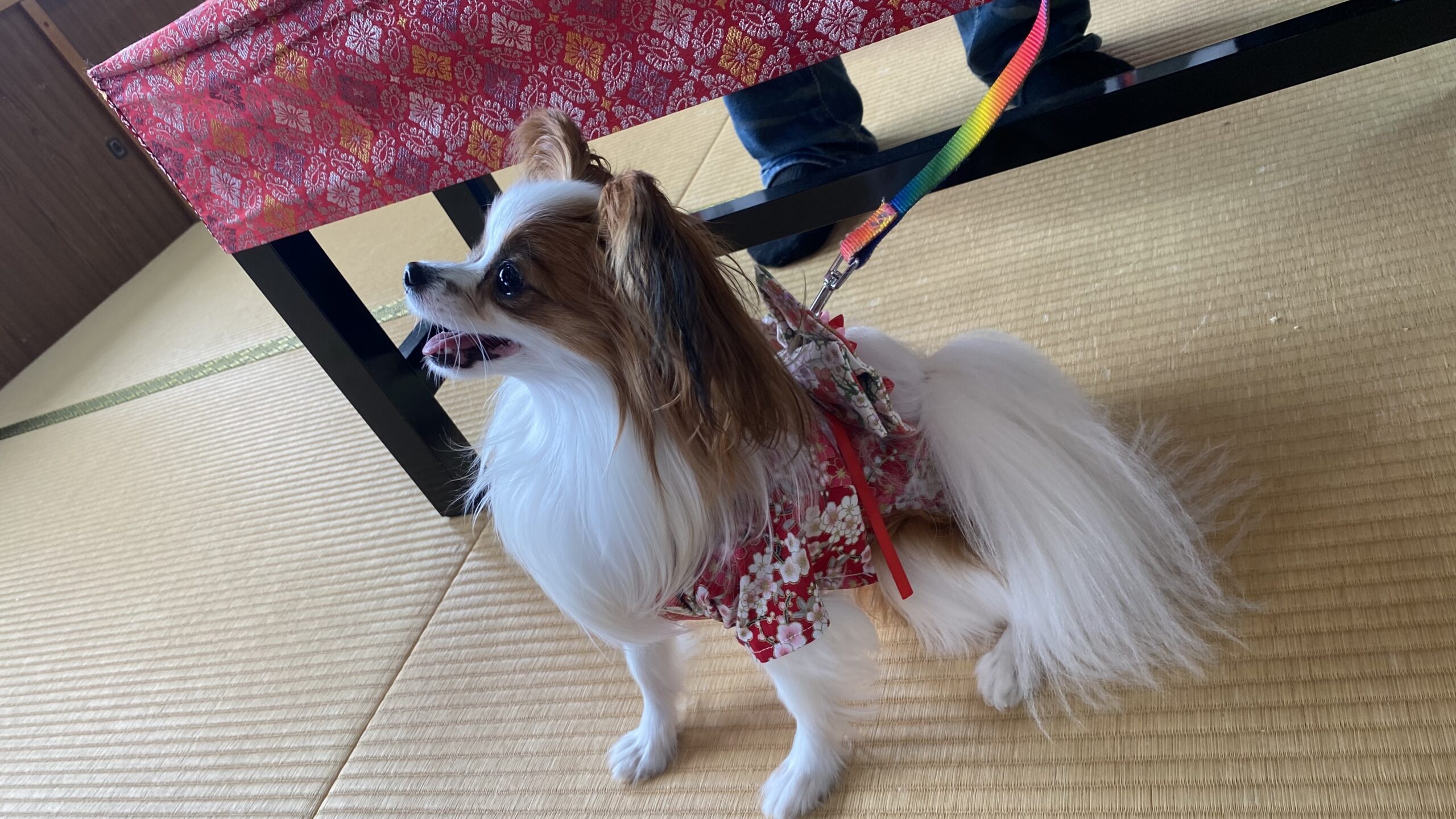 赤い花柄の着物を着て、畳の上に立っている白と茶色の小型犬。黒いテーブルの下に人の足が見え、犬はカラフルなリードでつながれている。