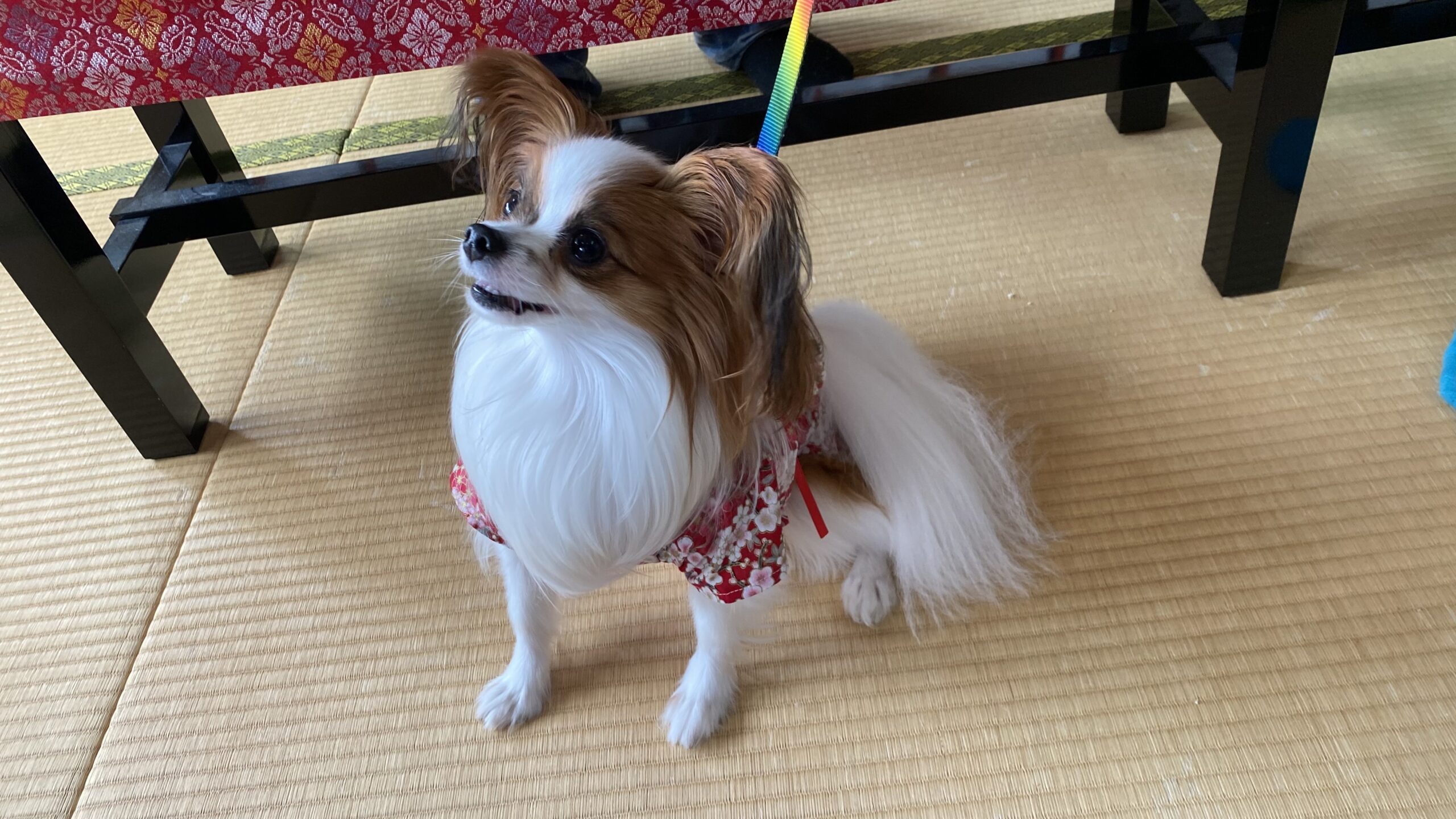 和室の畳の上で、赤い花柄の服を着た耳が大きくふさふさした小型犬が虹色のリードに繋がれて座っている様子。