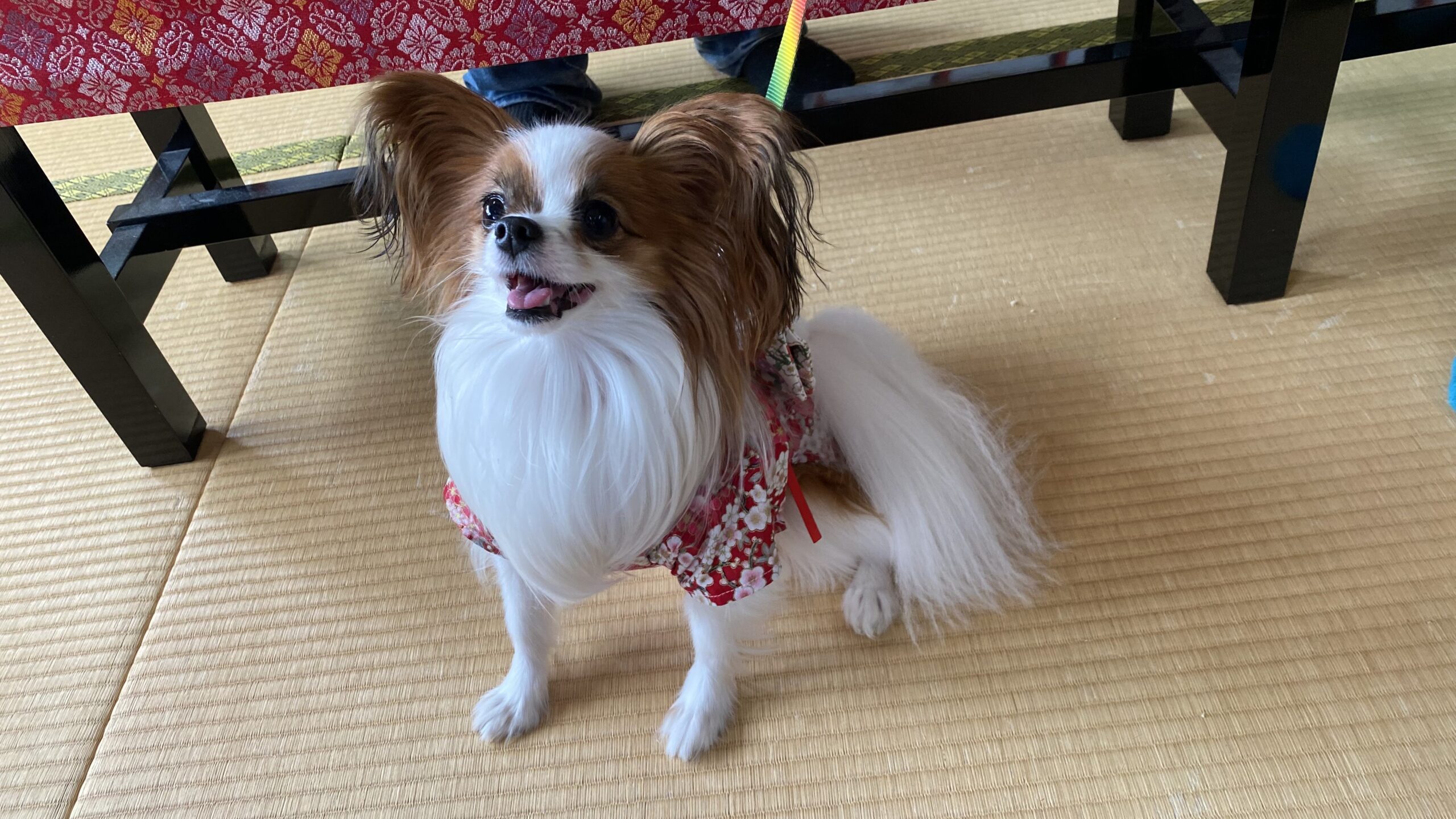 畳の上で赤い花柄の服を着た毛の長い小型犬が楽しそうに座っている様子。黒い家具の脚が背景に映り込む。