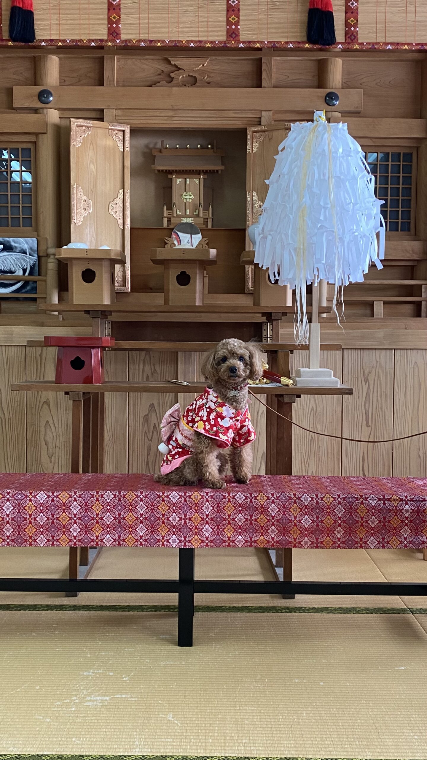 畳の部屋の中央に赤い着物を着た小型の茶色い犬が座っている。背後には木製の祭壇と白い装飾がある。