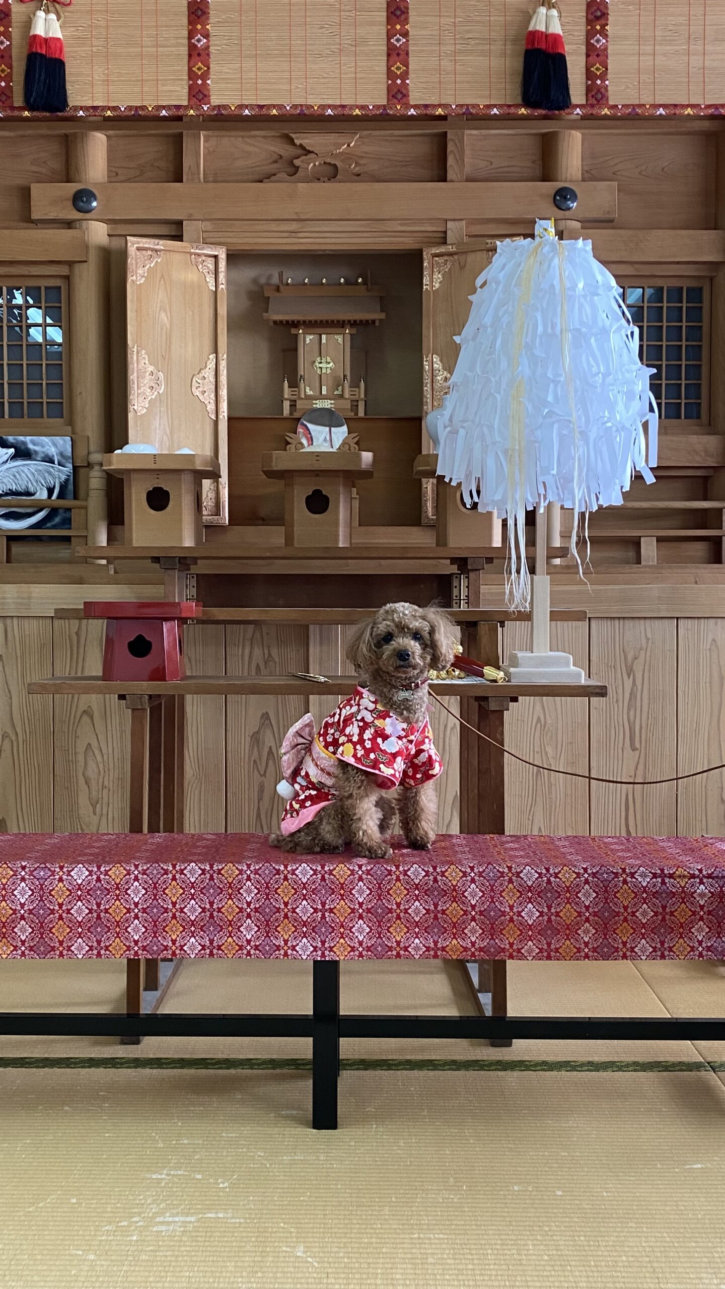 神社の祭壇の前の赤い模様の布の上に座る、和風の赤い着物を着た小型の茶色い犬。背景には木製の神棚や白い装飾がある。