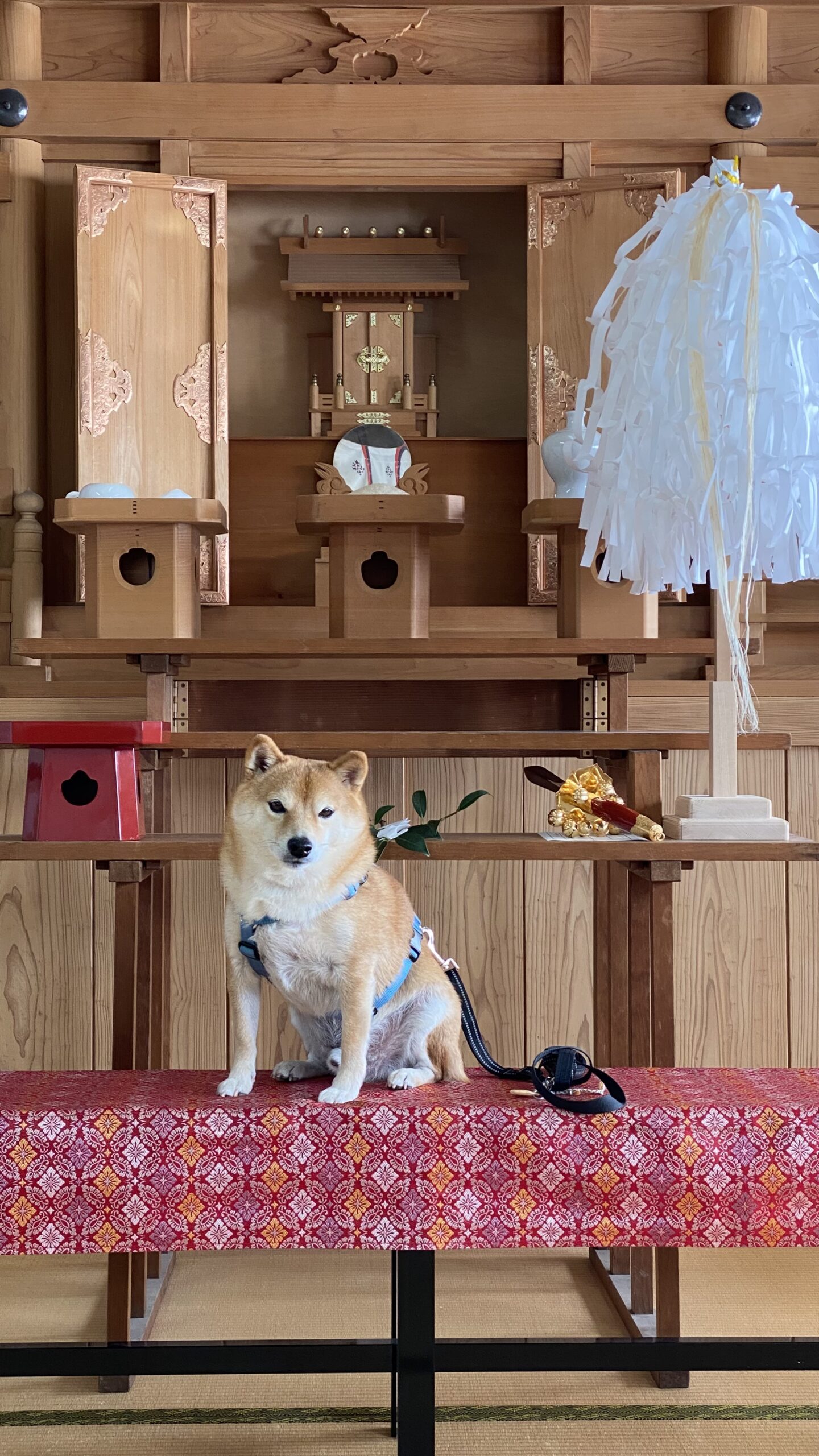 神棚の前の赤い台に座った柴犬と伝統的な白い紙垂飾りが見える室内風景