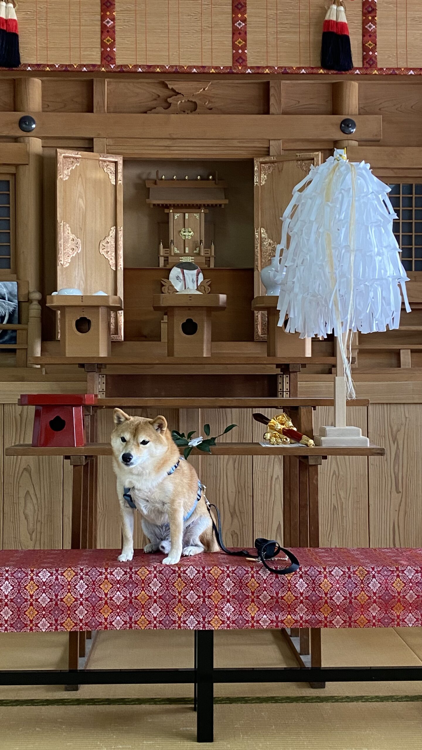 神棚の前に座るリード付きの柴犬と赤と金の模様の布がかかったベンチ、白い装飾品が立っている和室の様子