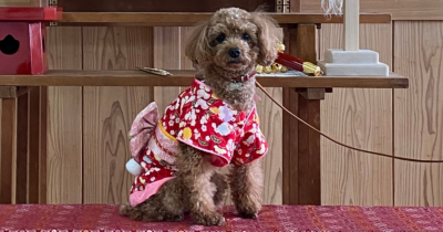 赤い和風の花柄の服を着た小型の茶色いプードル犬が、木製の台の上に座っている。背景には木目の壁と棚に飾られた装飾品が見える。
