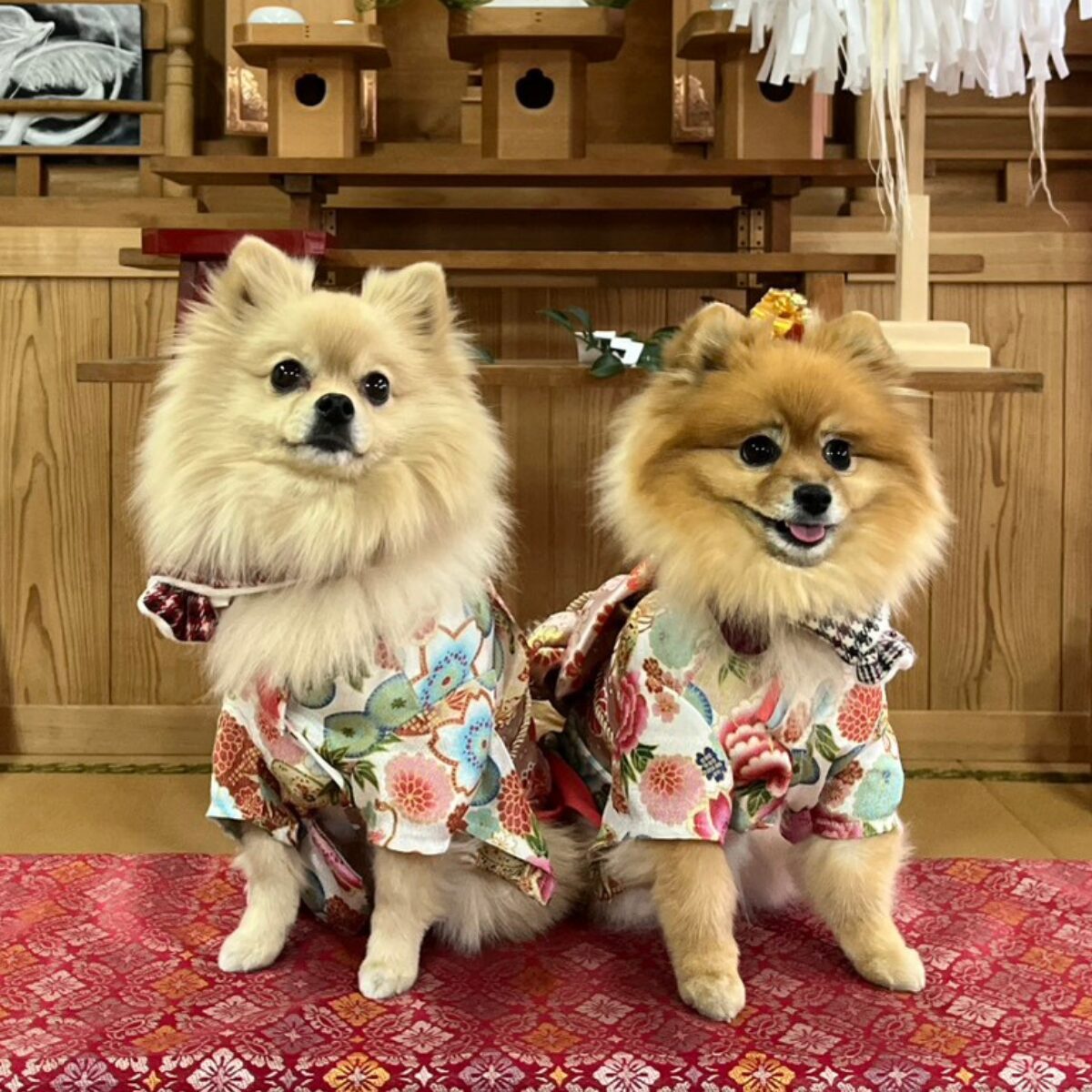 和室の室内で華やかな和柄の着物を着た二匹のポメラニアンが並んで座っている様子