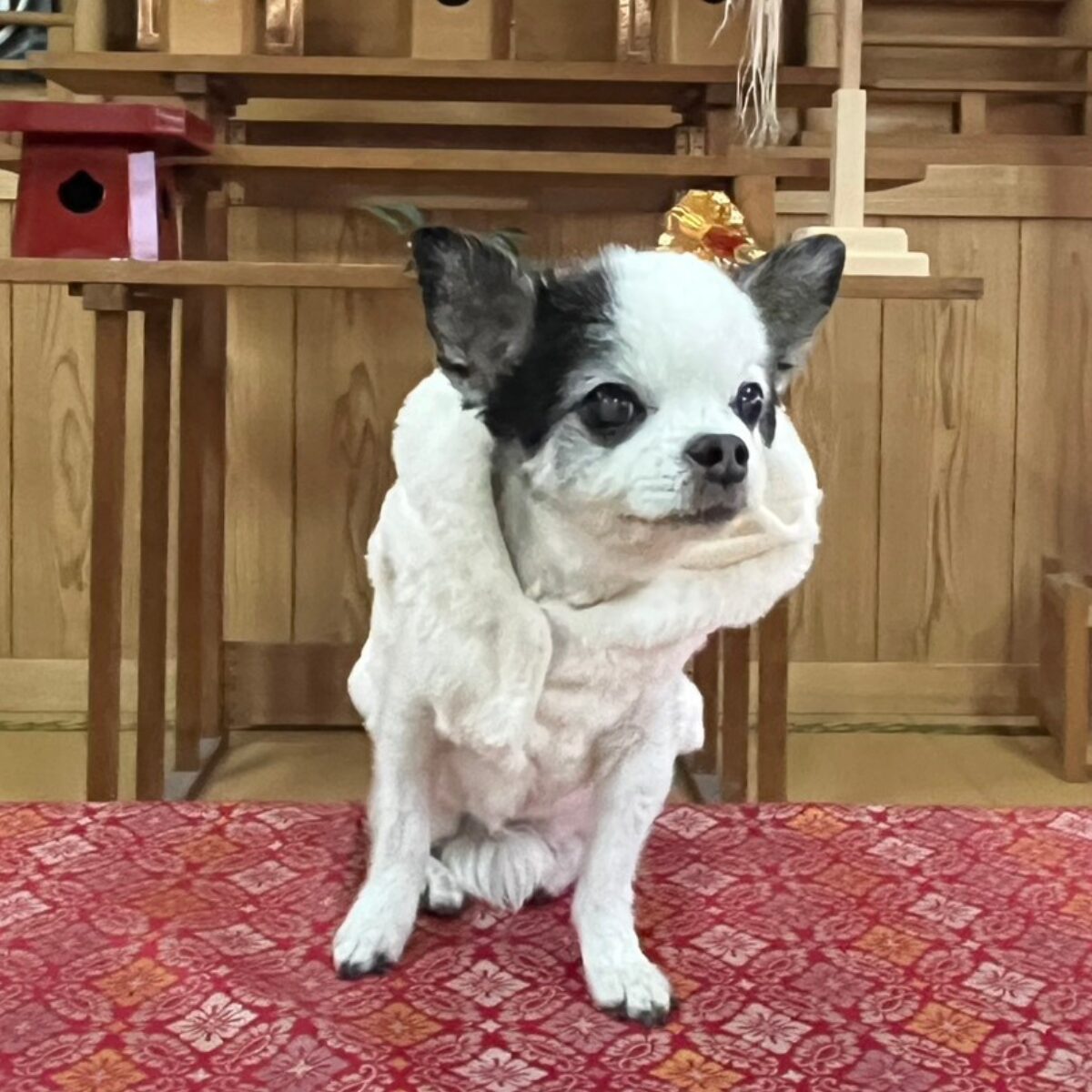 白と黒の毛色の小型犬が赤い柄のカーペットの上に座り、後ろに木製の棚がある室内の様子