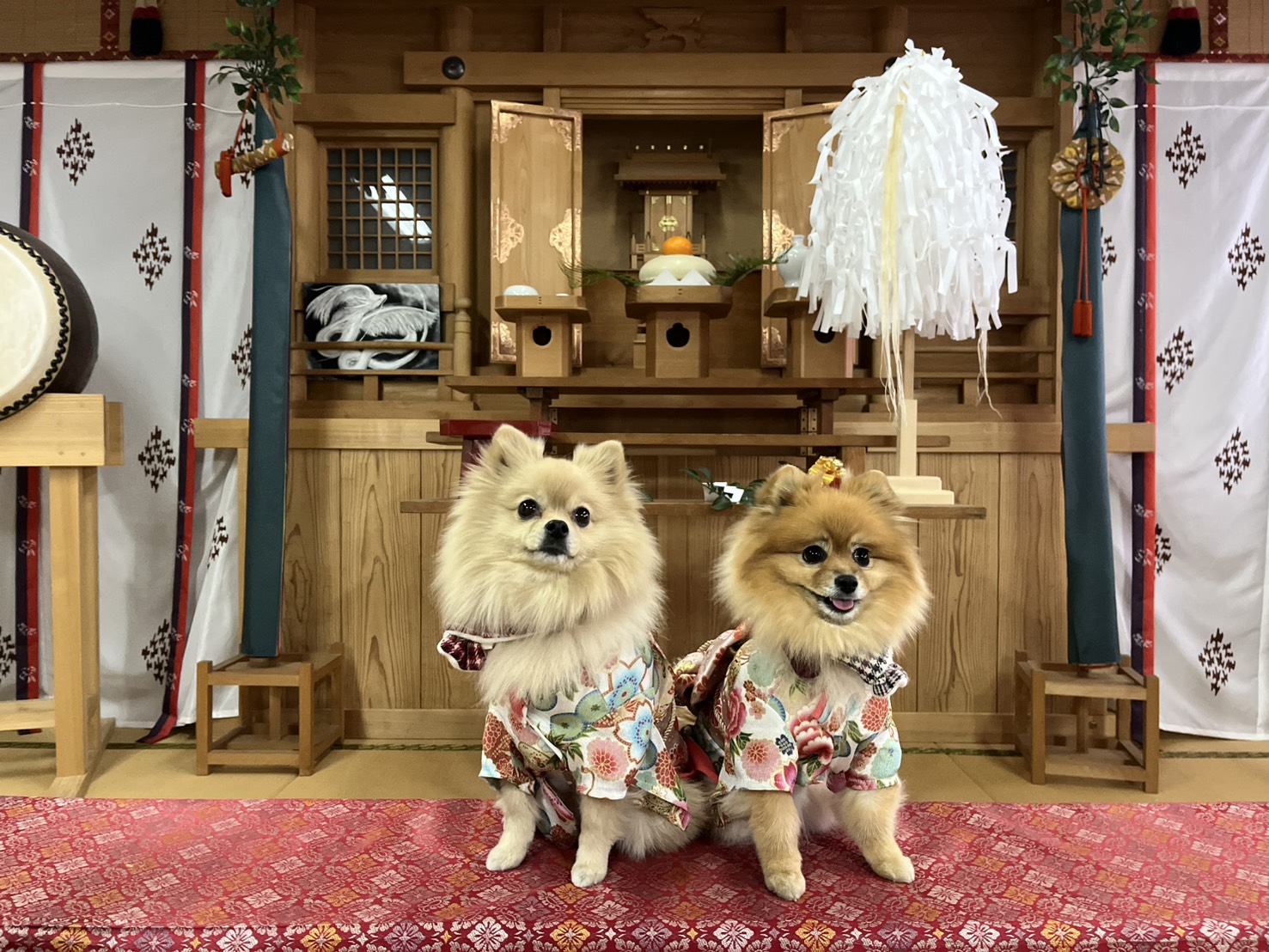 神社の祭壇の前で和柄の服を着た二匹のポメラニアンが並んで座っている。